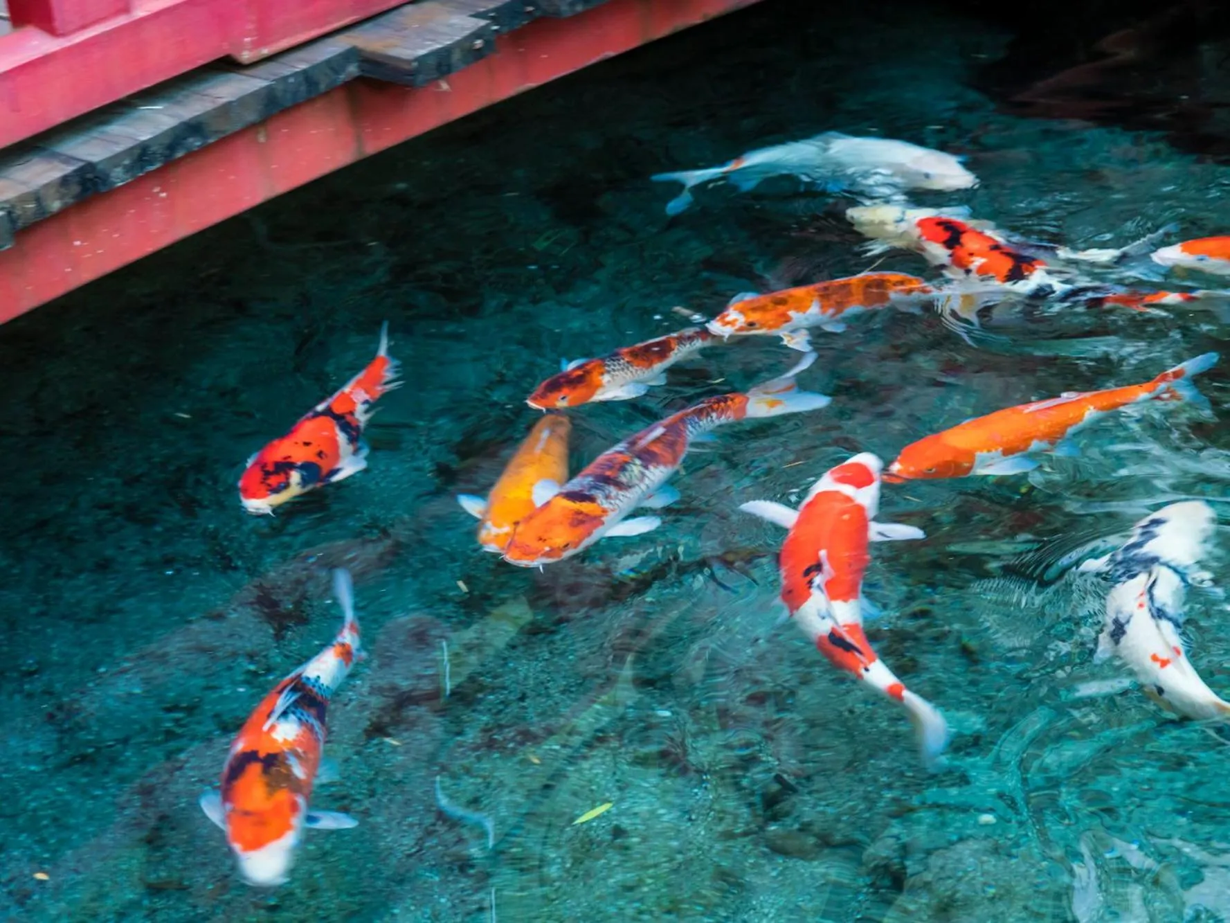 Animals in Japanese Onsen Ryokan Kohakuen