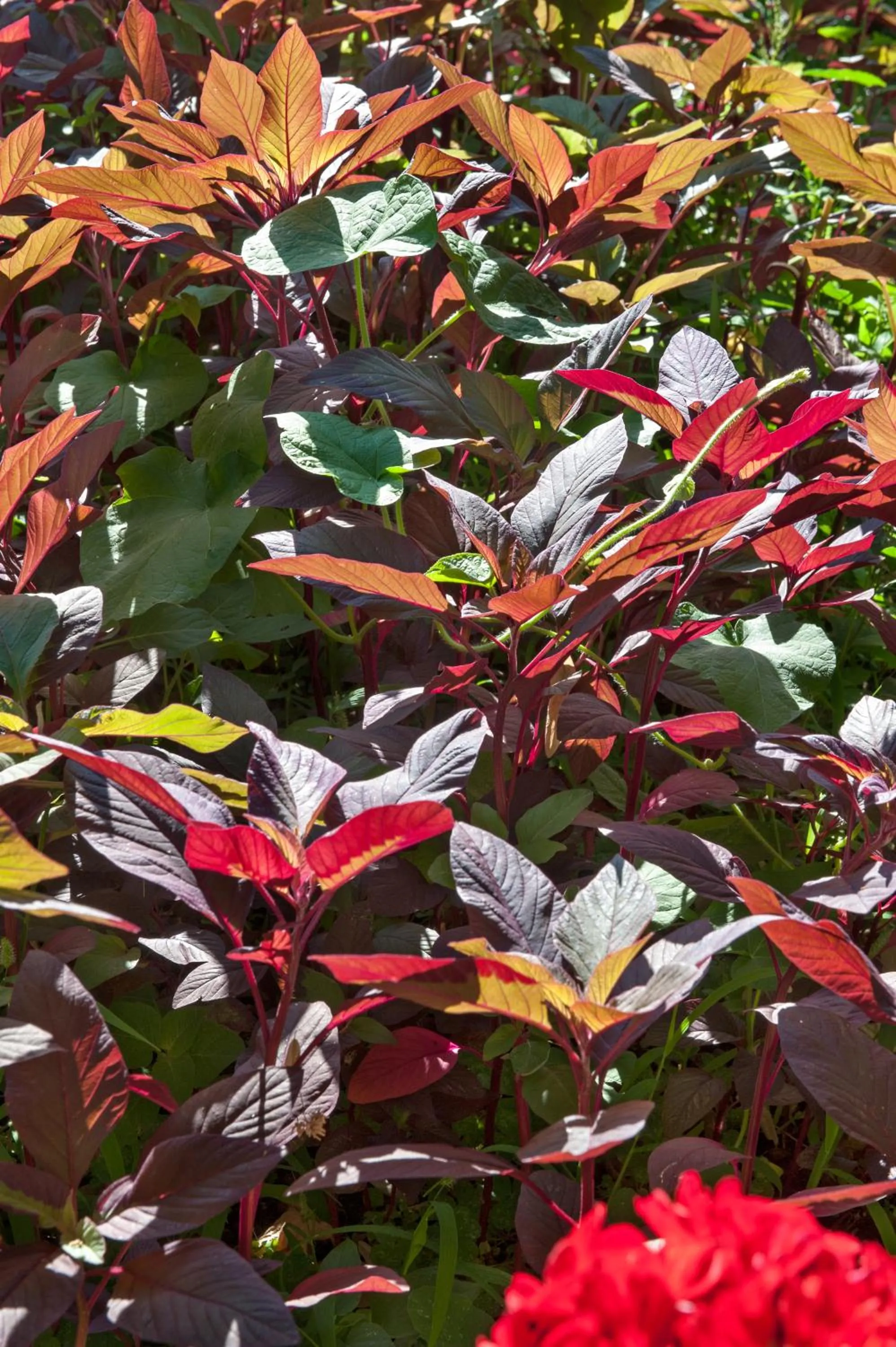 Notos Hotel Kardamili