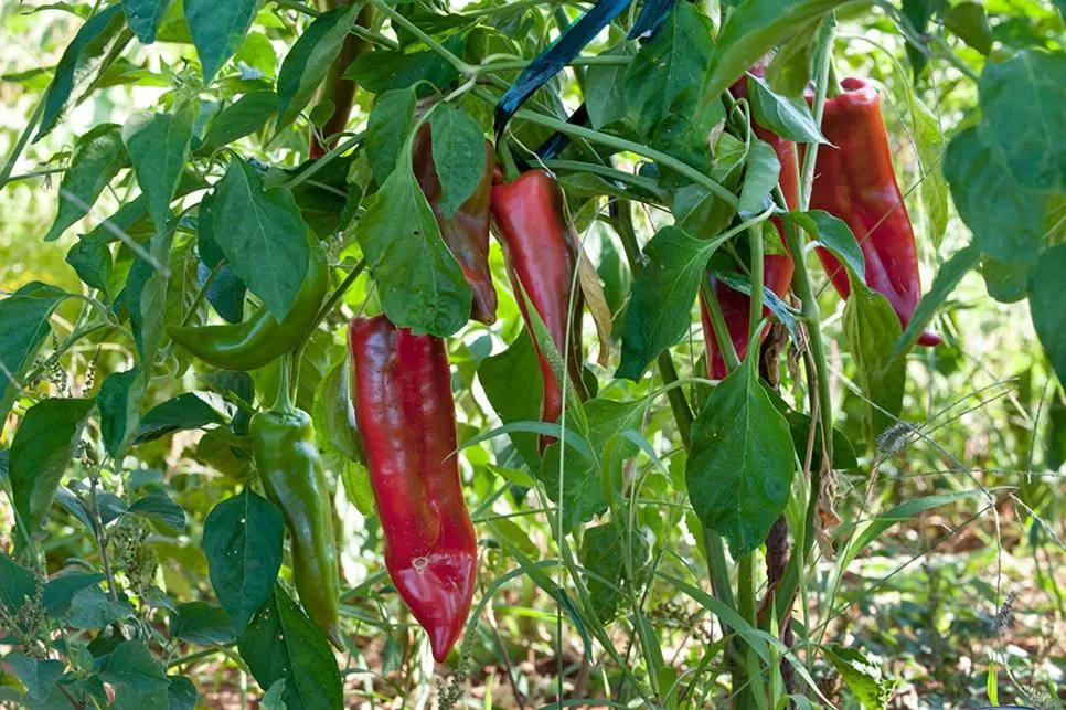 Garden in Notos Hotel Kardamili