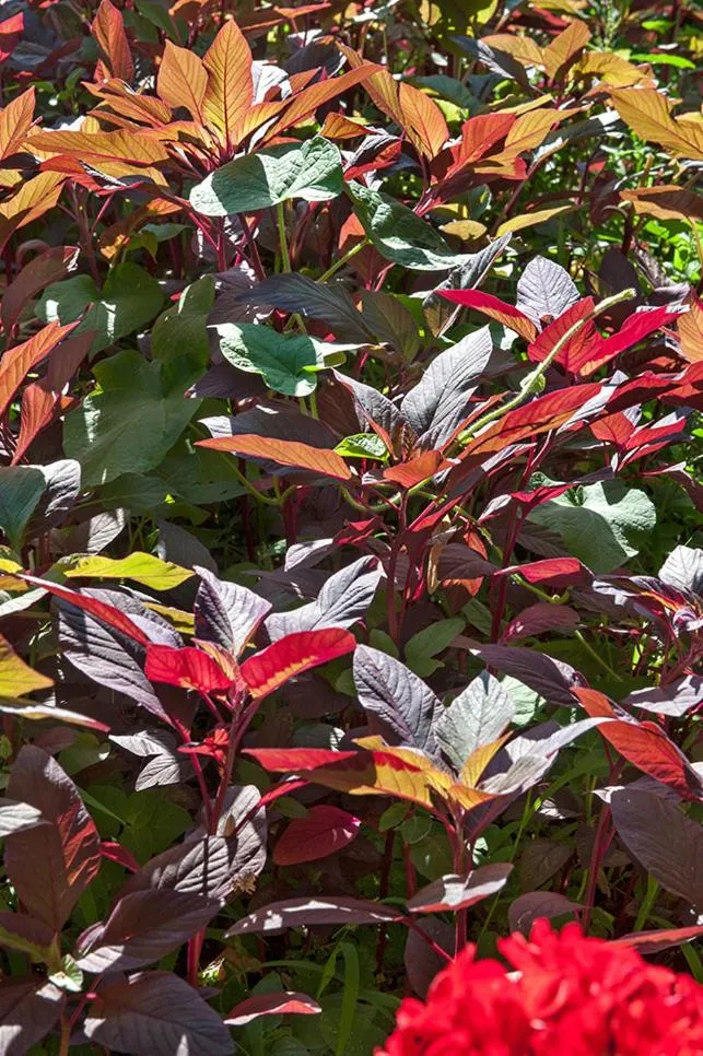 Garden in Notos Hotel Kardamili