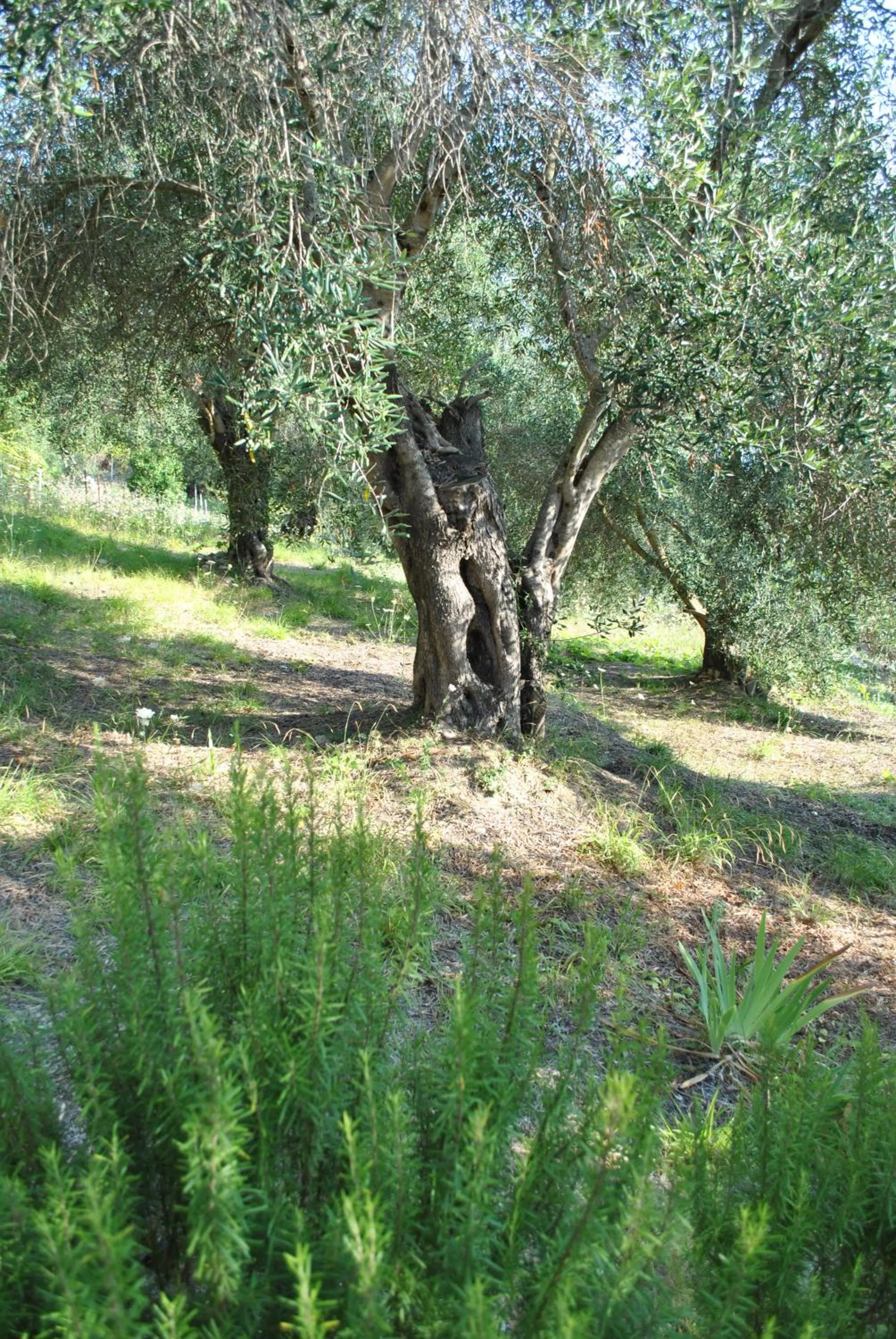 Garden in Hotel Helios Splendid