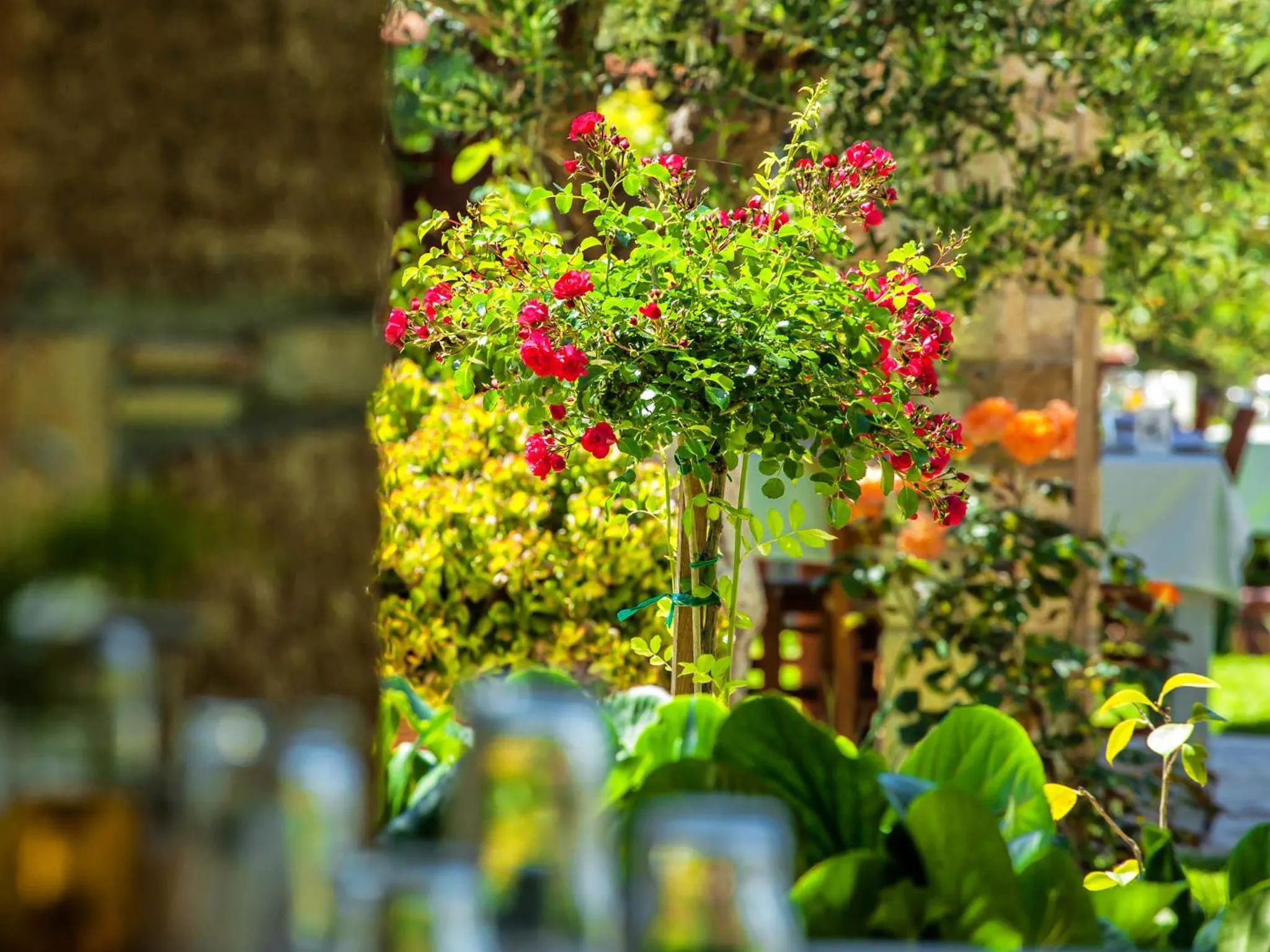 Garden in Hotel Europa Olympia