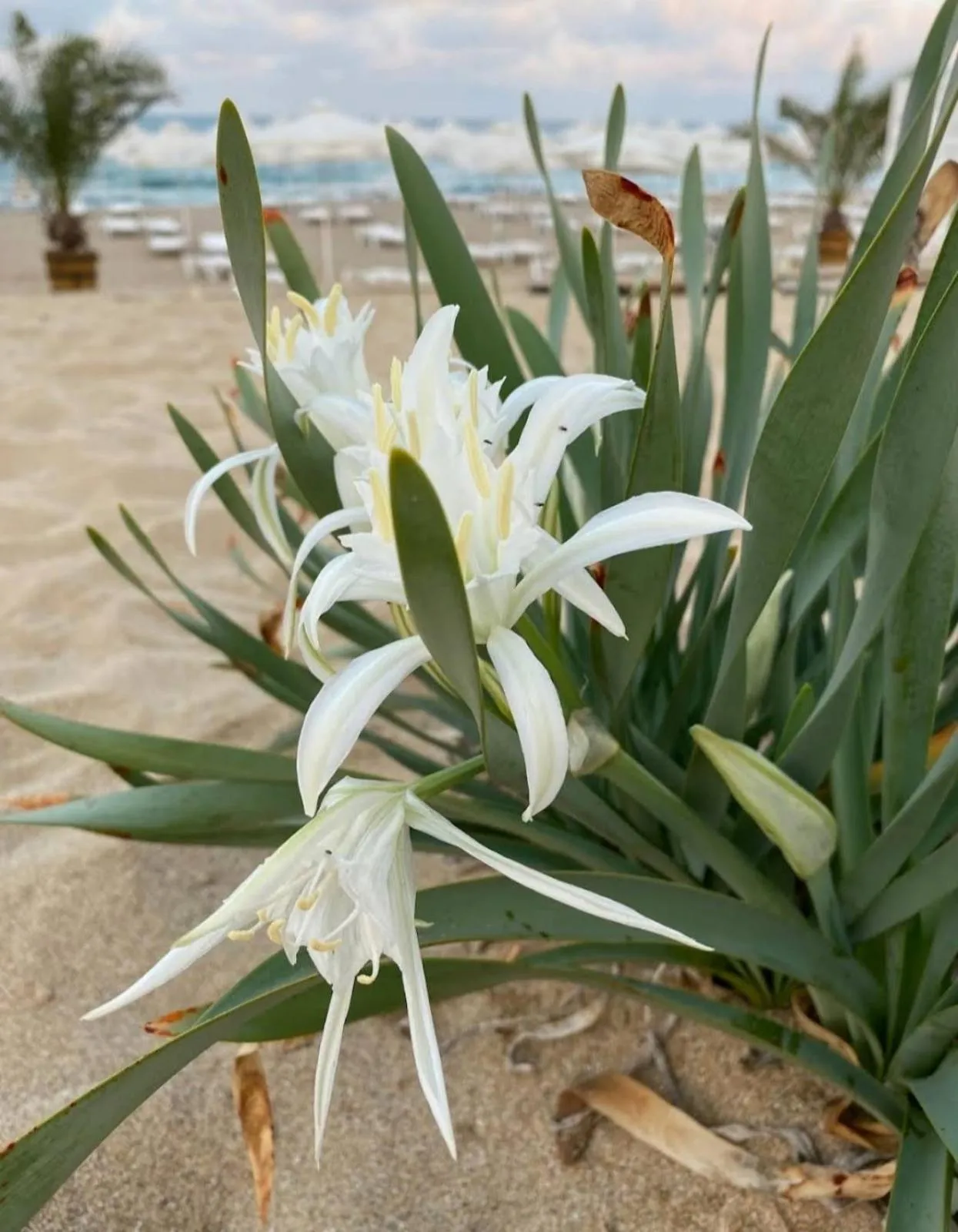 Апартамент в Green Life Beach Resort Sozopol