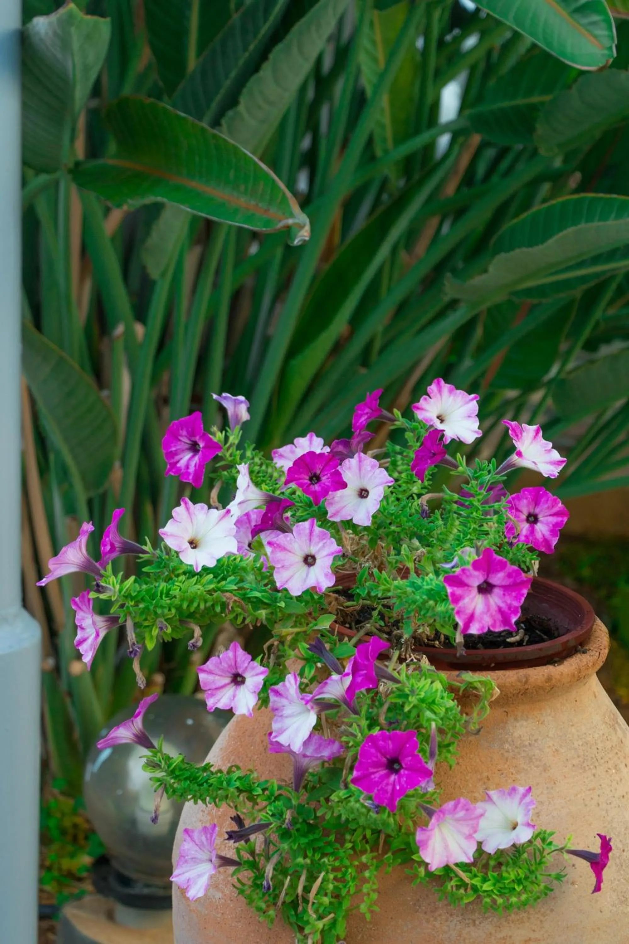 Garden view in Futura Hotel