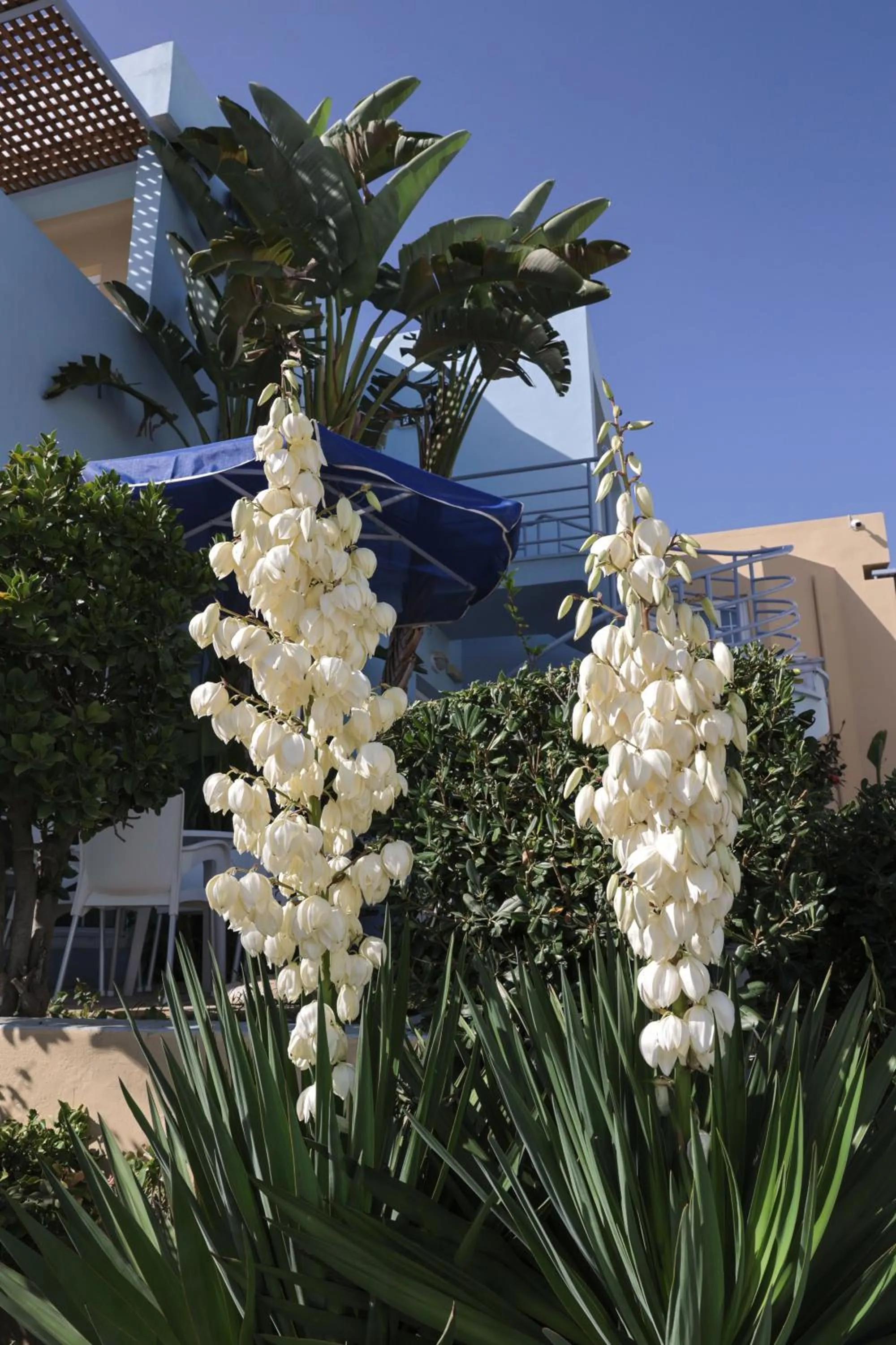 Garden in Futura Hotel