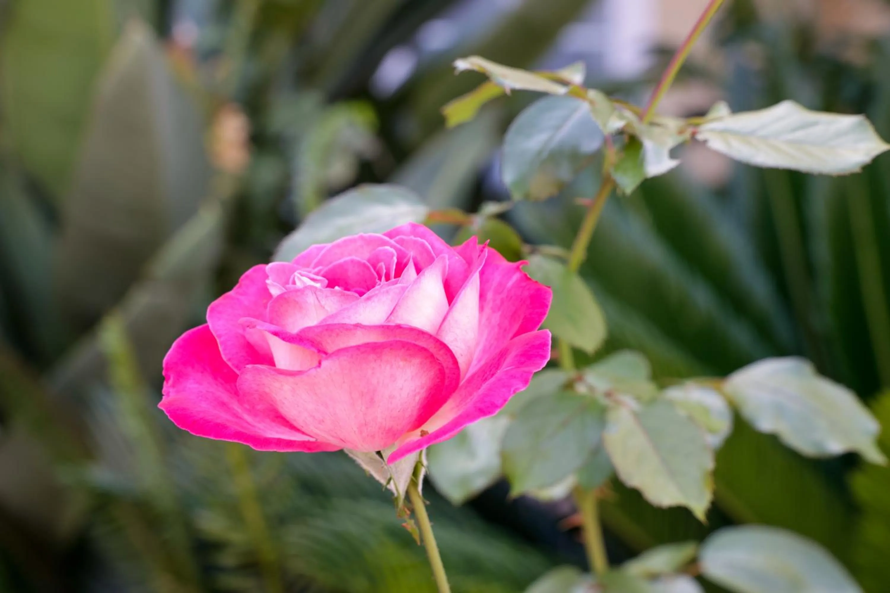 Garden in Futura Hotel