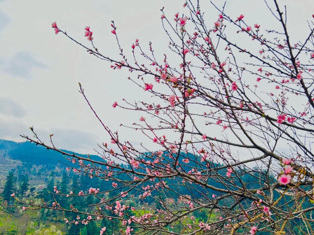 View (from property/room) in Kasol Hostel