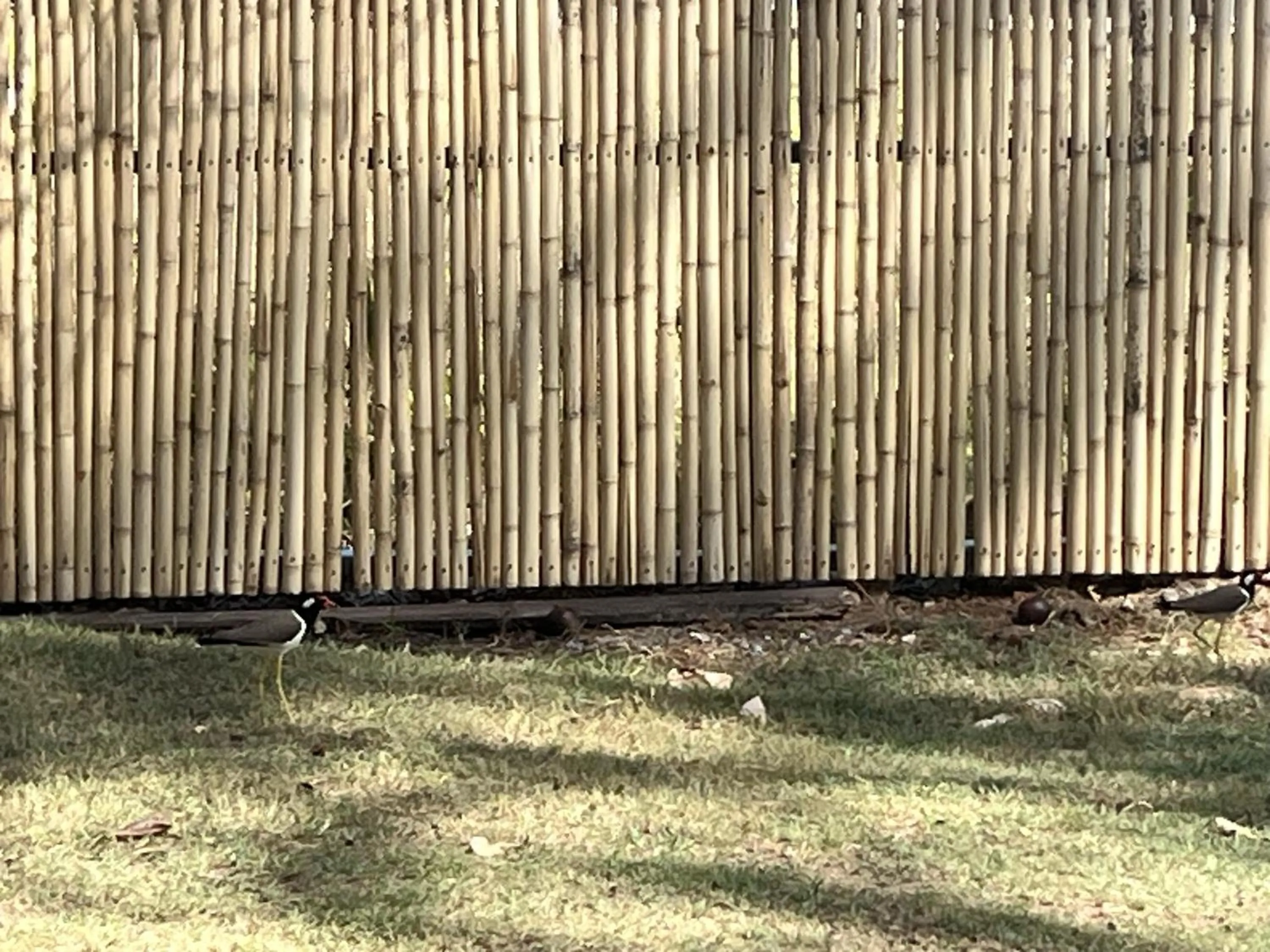 Garden in Better View Koh Yao Yai