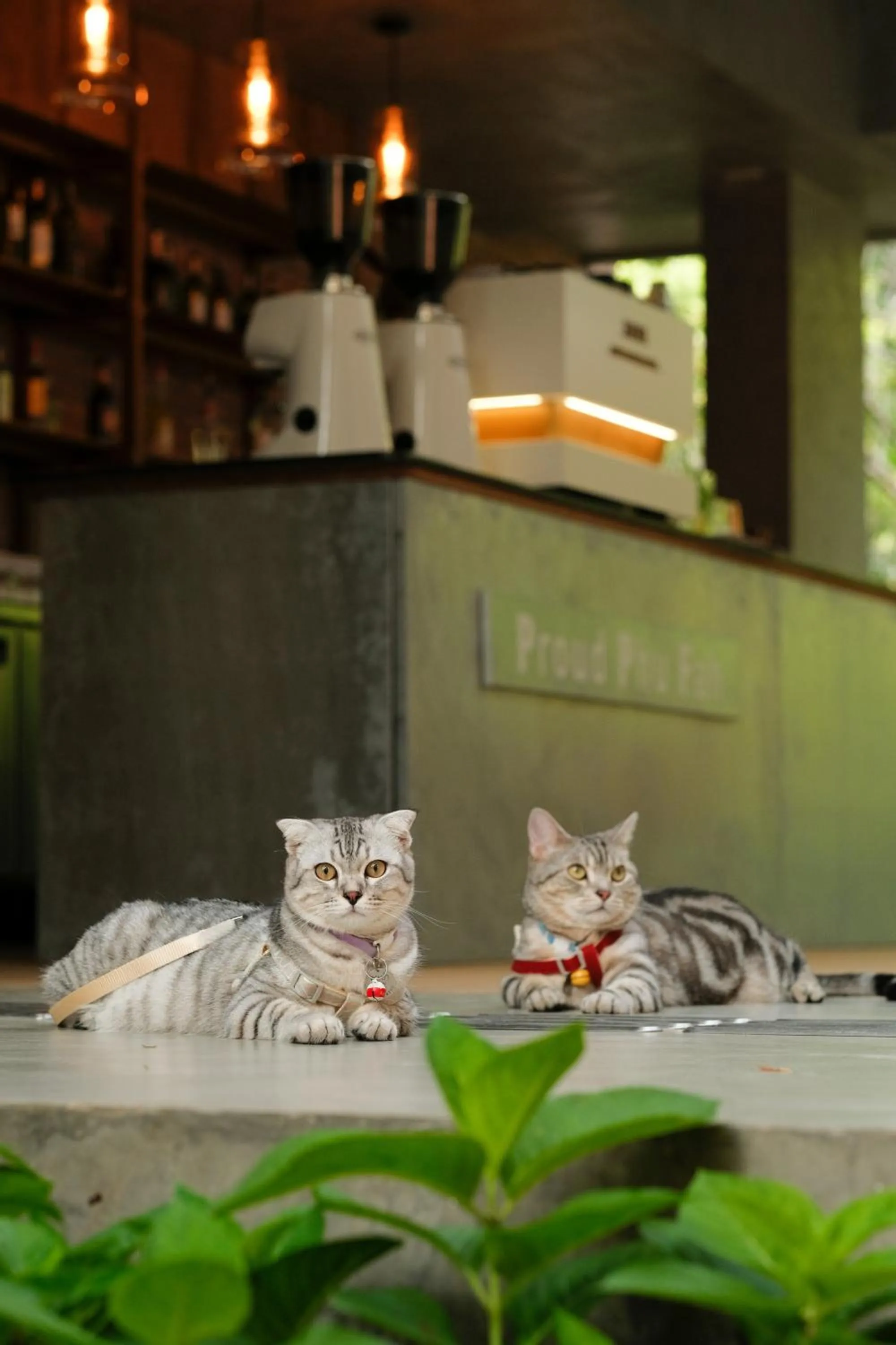 pet friendly in Proud Phu Fah Muang Chiang Mai