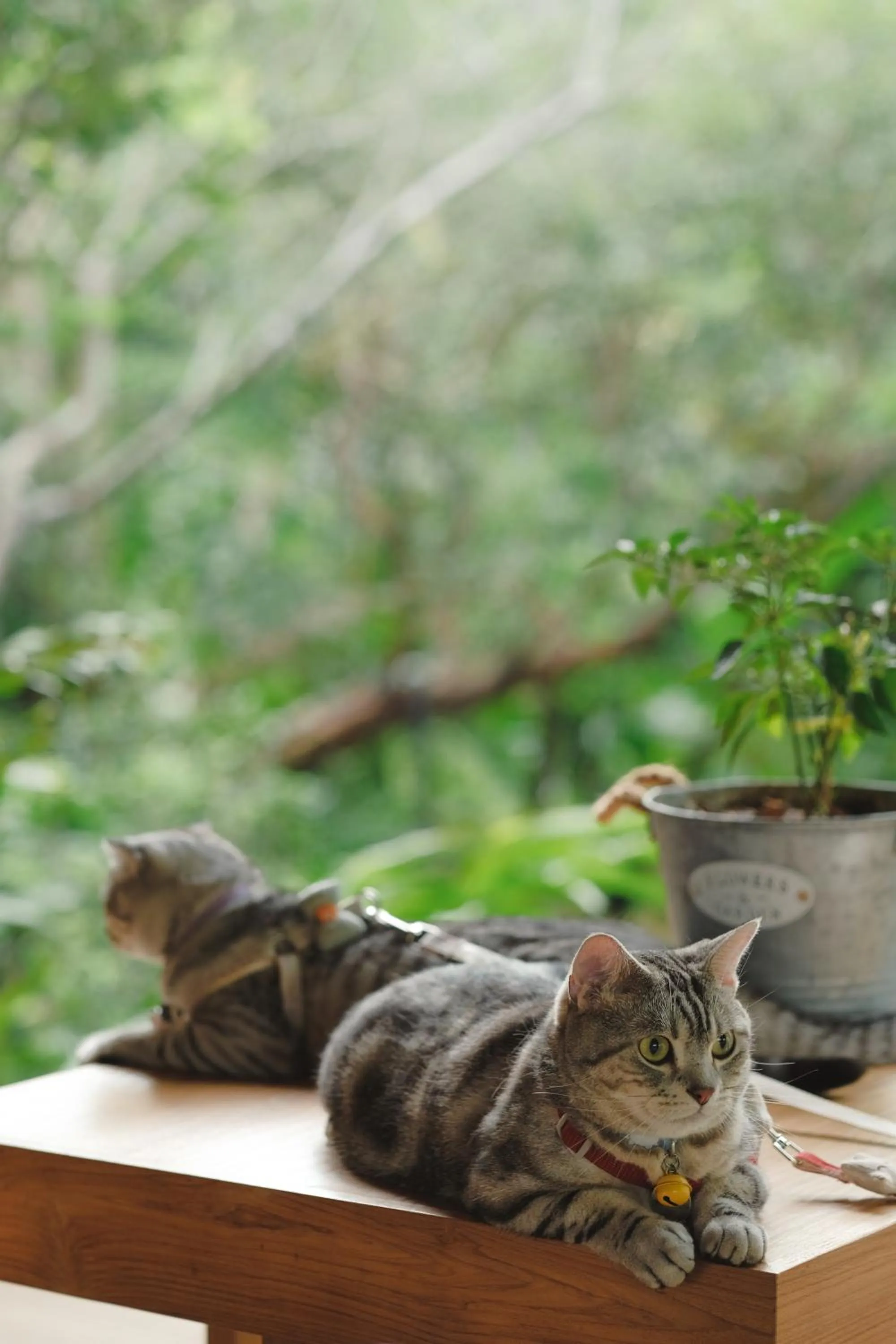 pet friendly in Proud Phu Fah Muang Chiang Mai