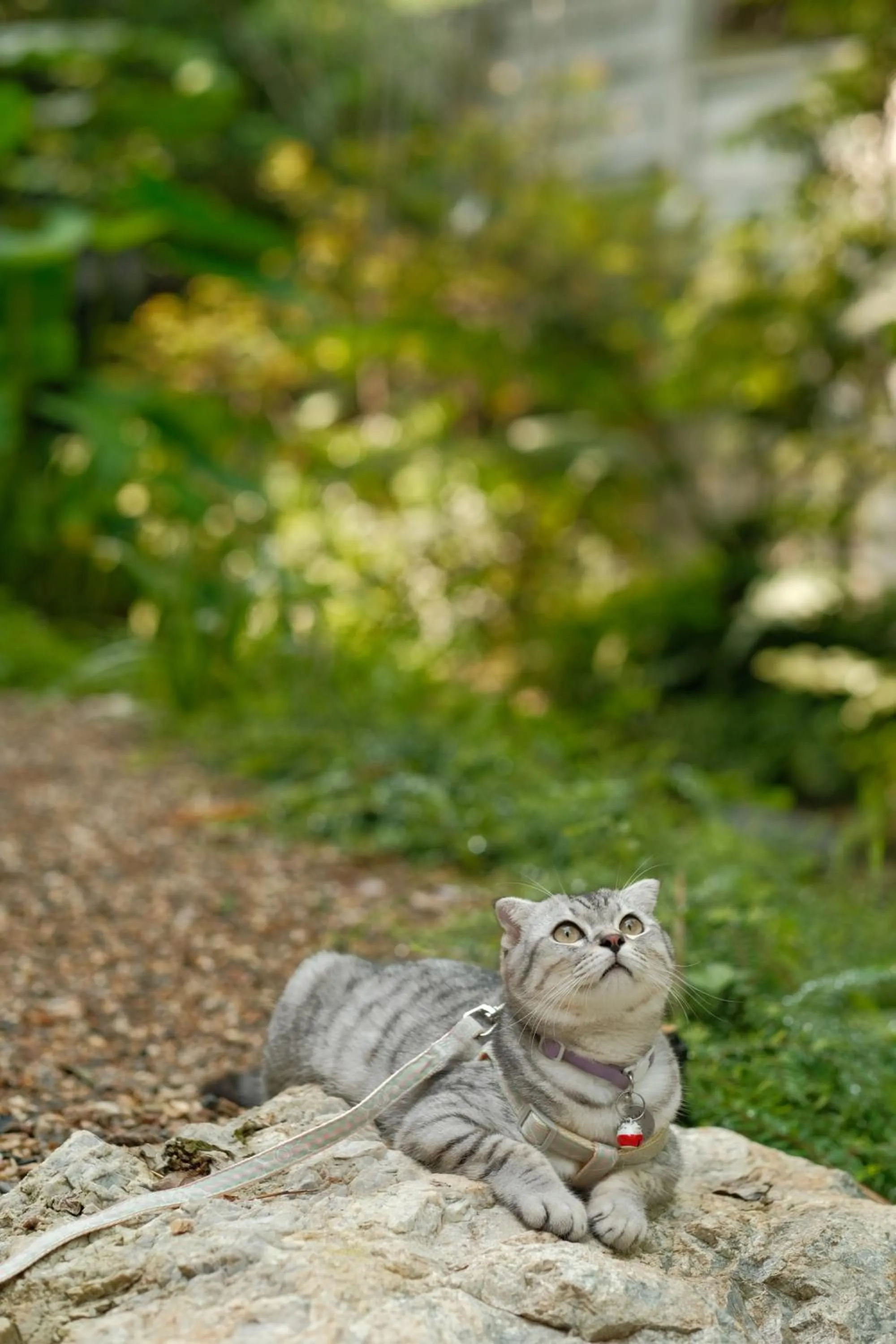 pet friendly in Proud Phu Fah Muang Chiang Mai