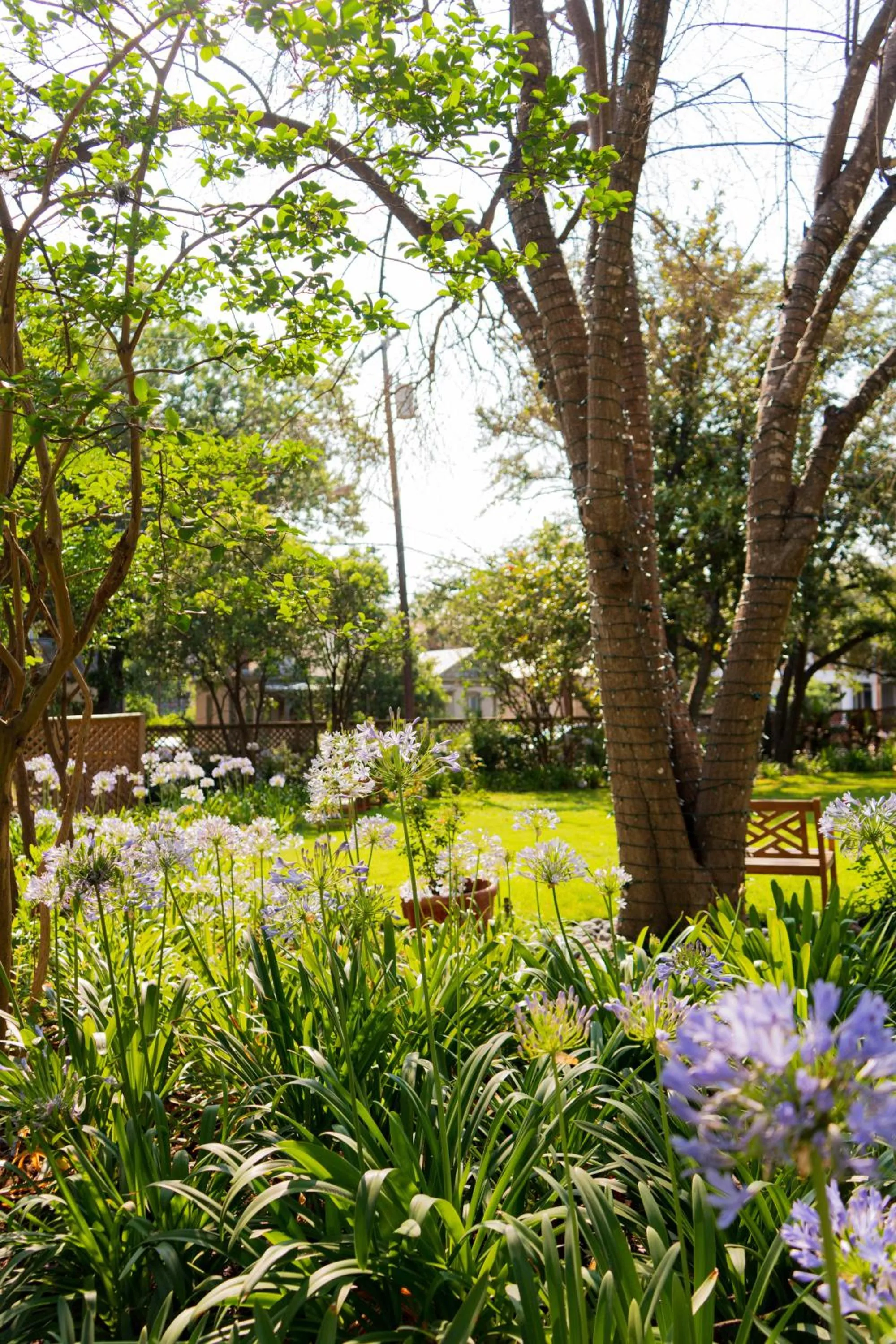Garden in Plaza San Antonio Hotel & Spa, Autograph Collection