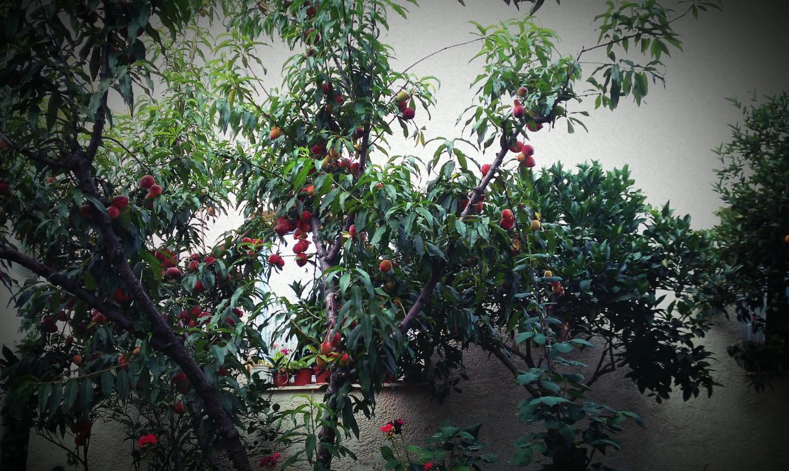 Garden in Neon Hotel