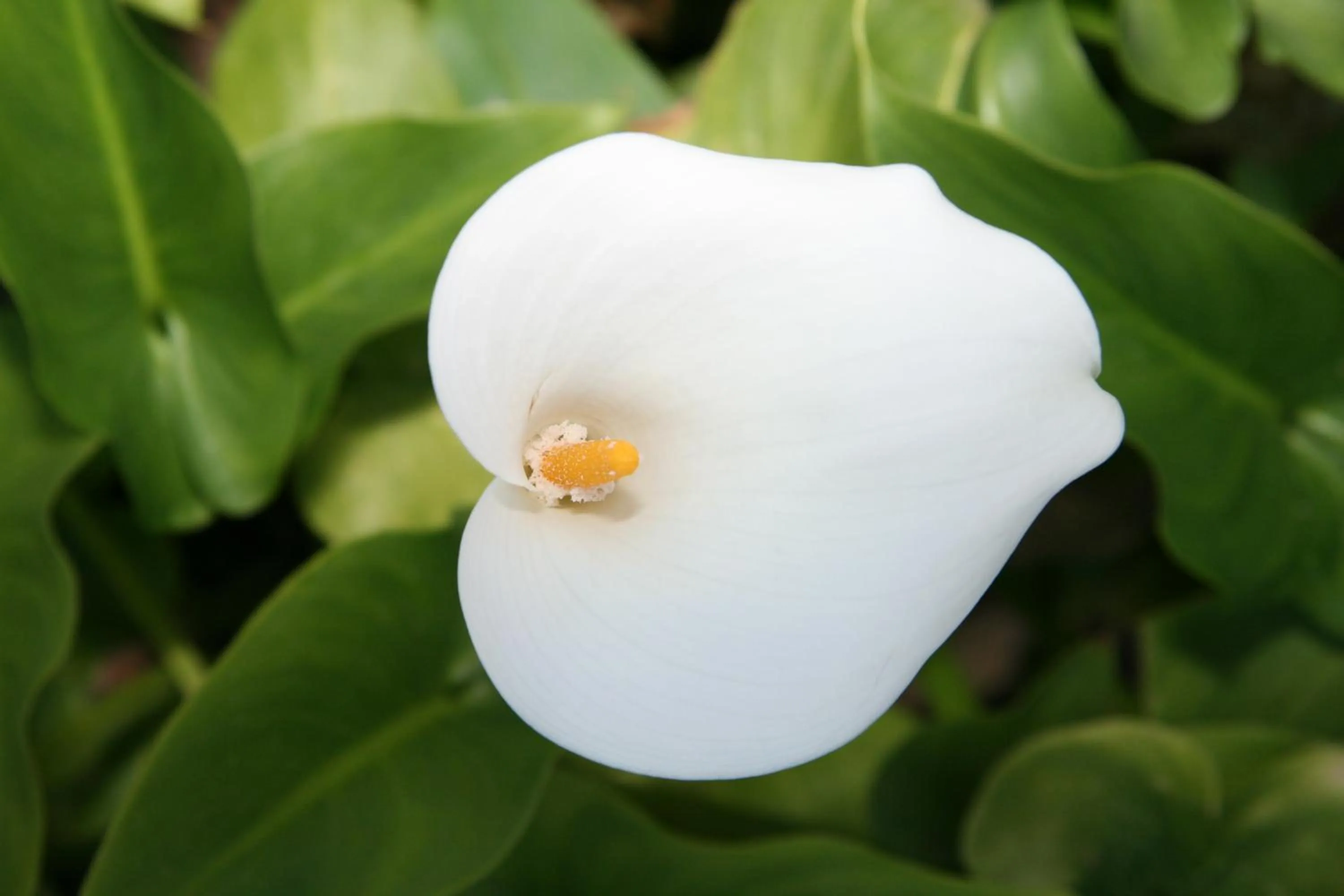 Garden in Marirena Hotel
