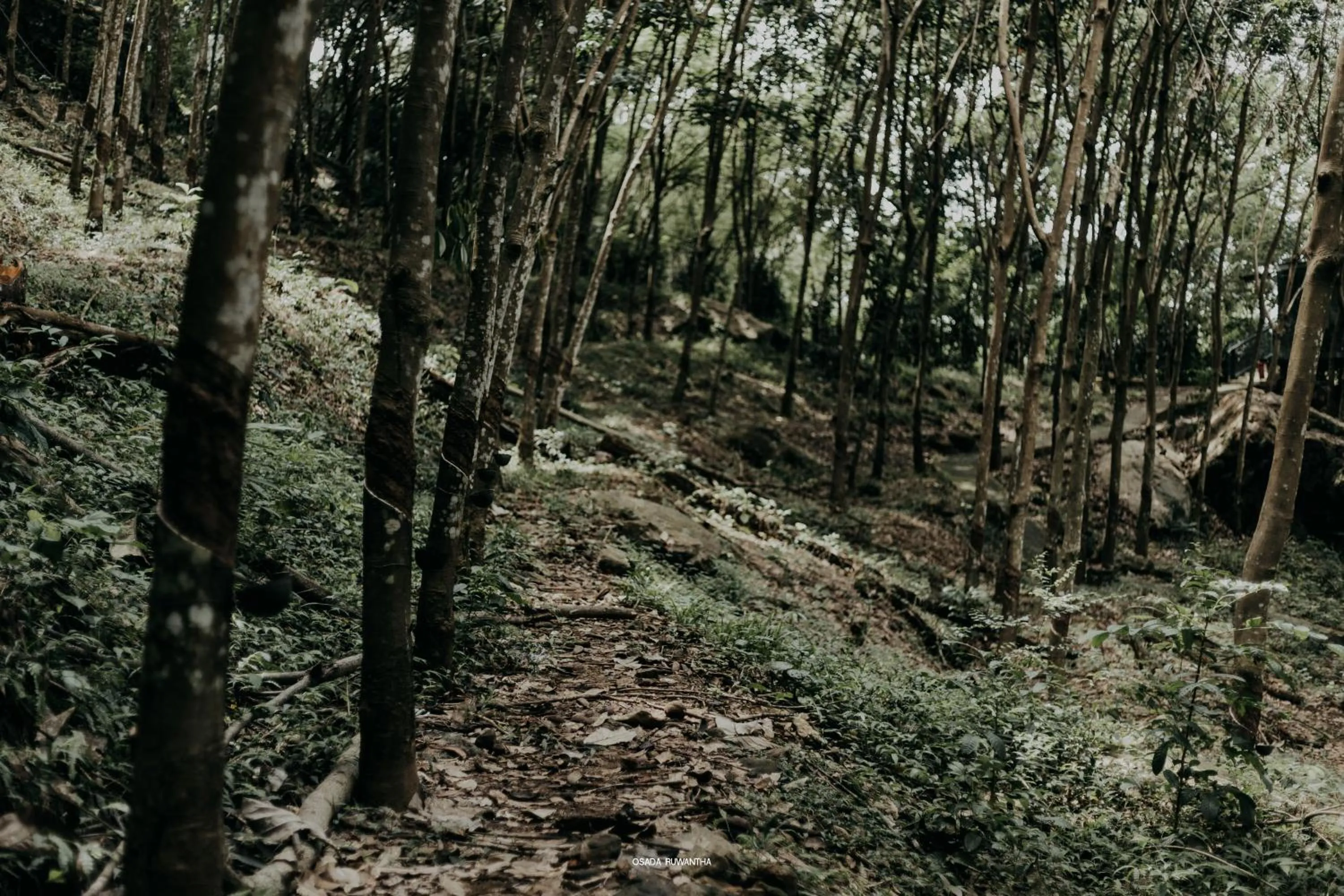 Garden in Kakulanda Resort