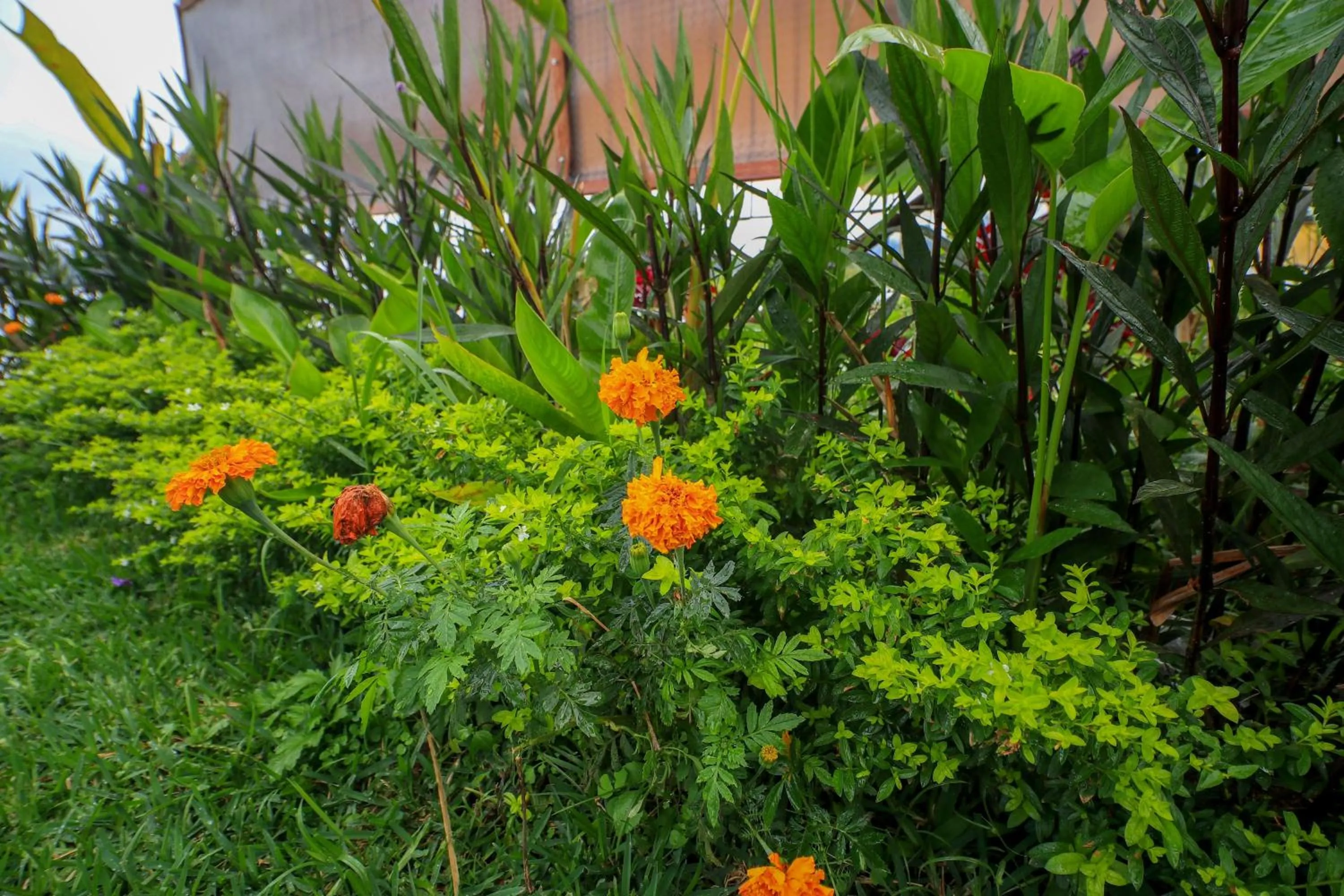 Garden in Diamond Glamping by BIO Management