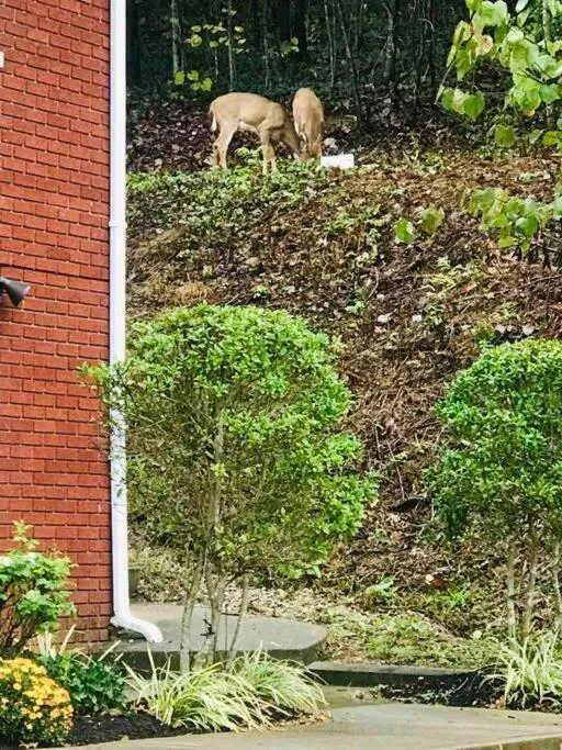 Garden in Hilltop Hideaway - 3BDR in Downtown London, KY