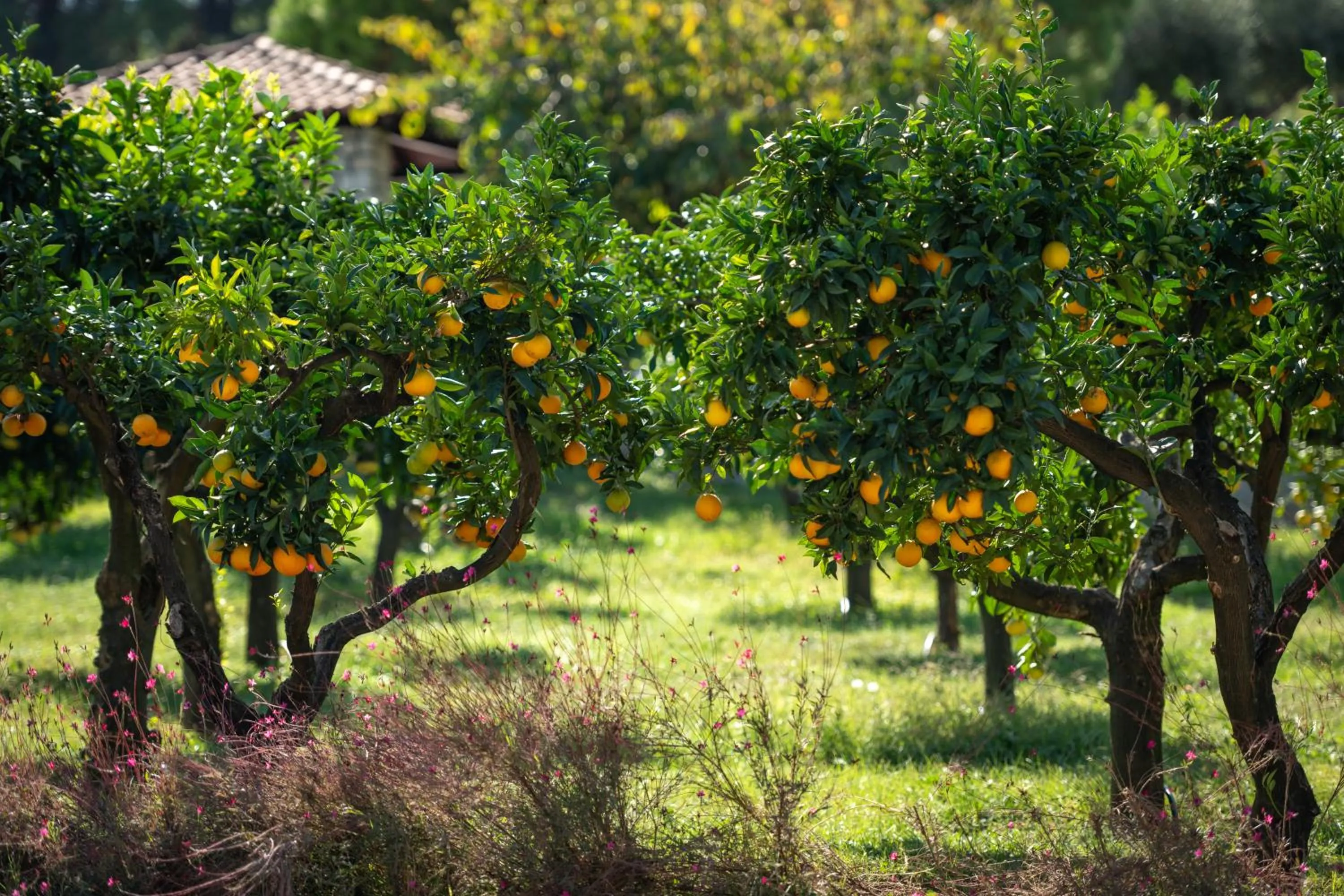 Garden in Canvas by Mitsis Alexander the Great
