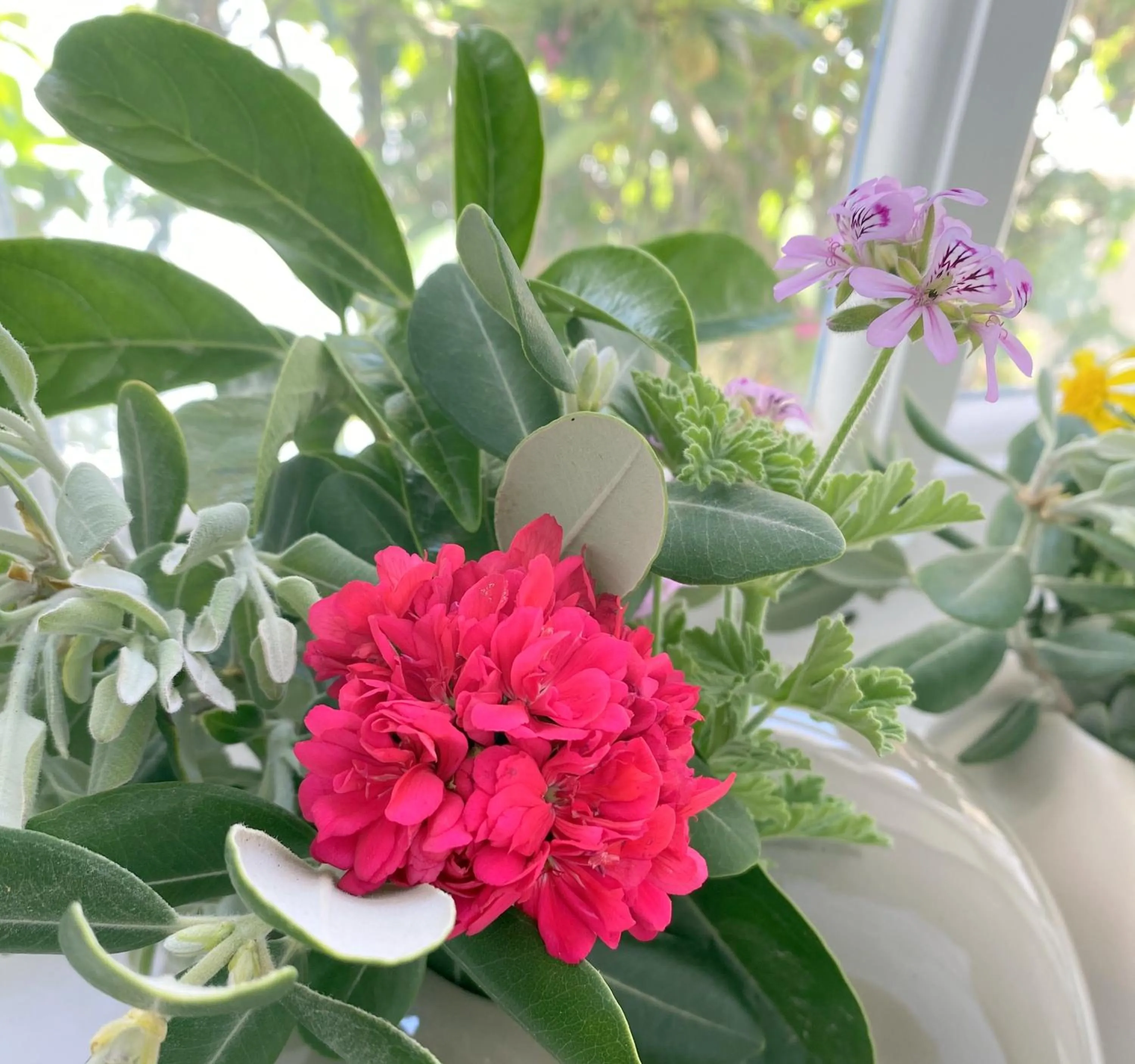 Garden in Apsenti couples only