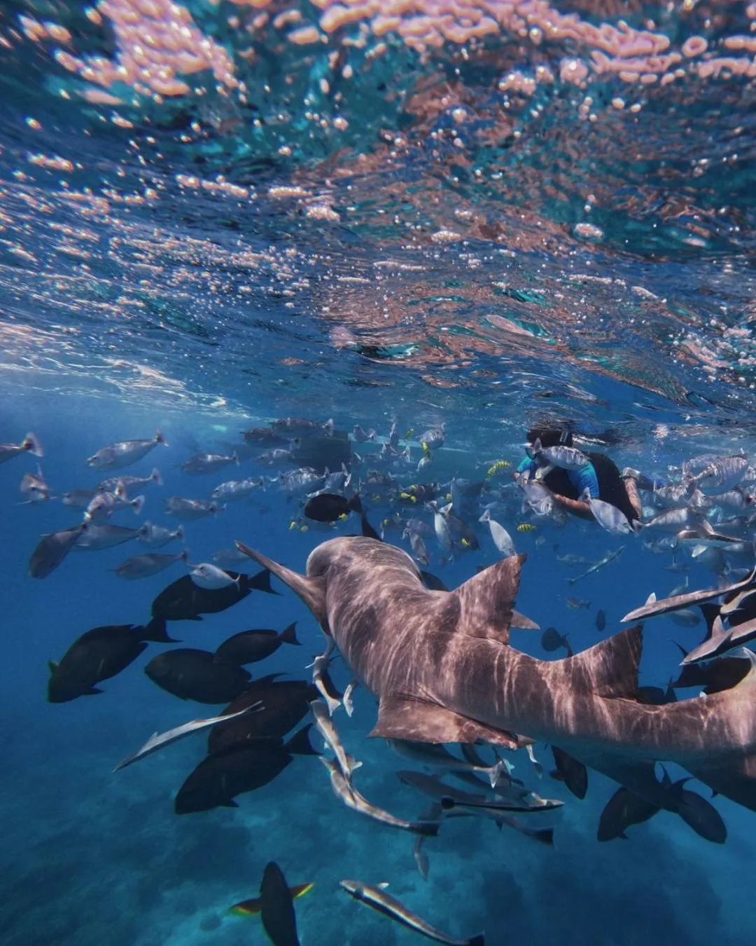 Snorkeling in Oceana Inn Maldives - Snorkeling, Sandbank & Surfing Adventures in Kudahuvadhoo Island