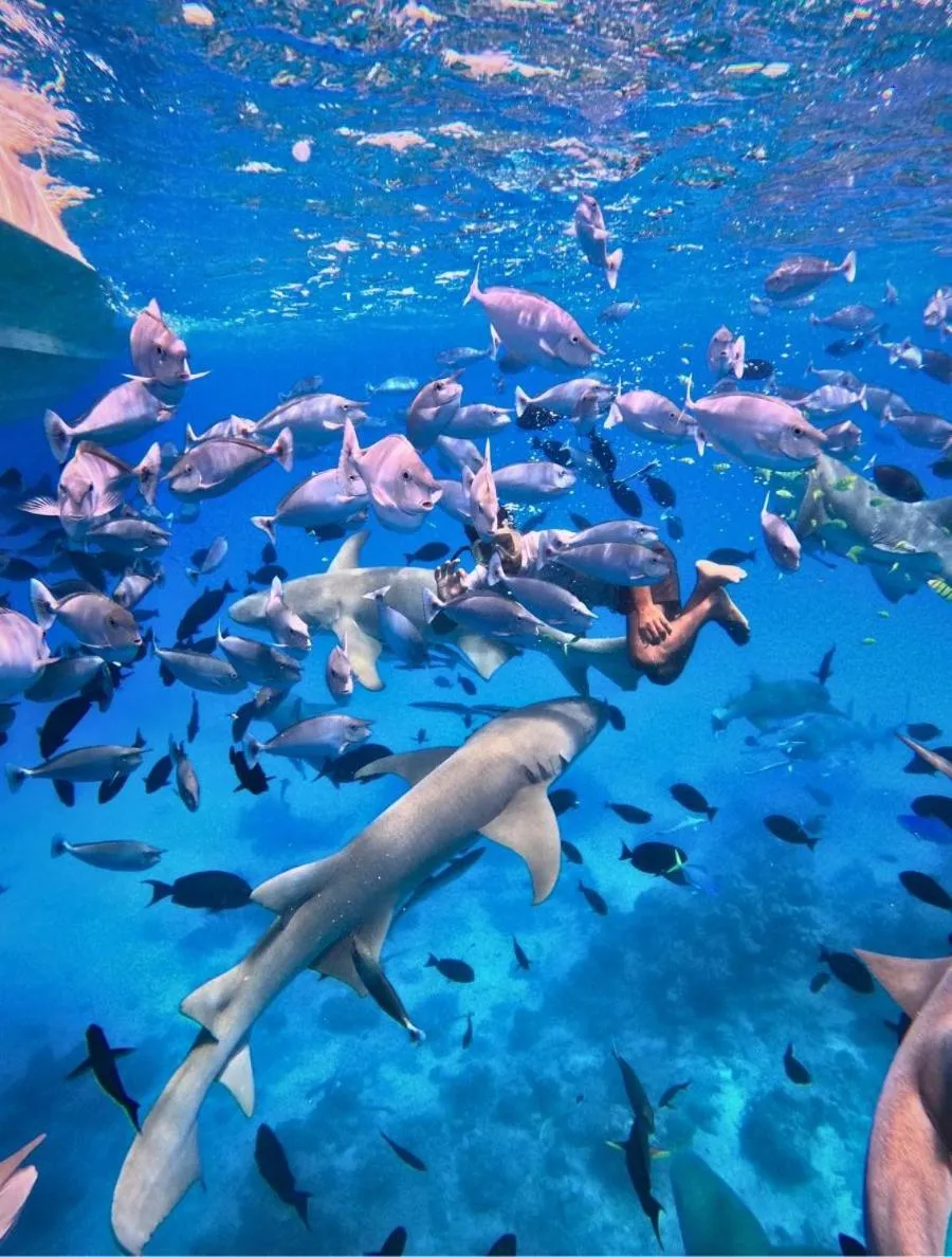 Snorkeling in Oceana Inn Maldives - Snorkeling, Sandbank & Surfing Adventures in Kudahuvadhoo Island