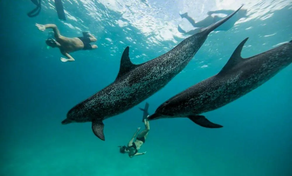 Snorkeling in Oceana Inn Maldives - Snorkeling, Sandbank & Surfing Adventures in Kudahuvadhoo Island