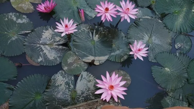 Garden in Butsaba Garden Resort