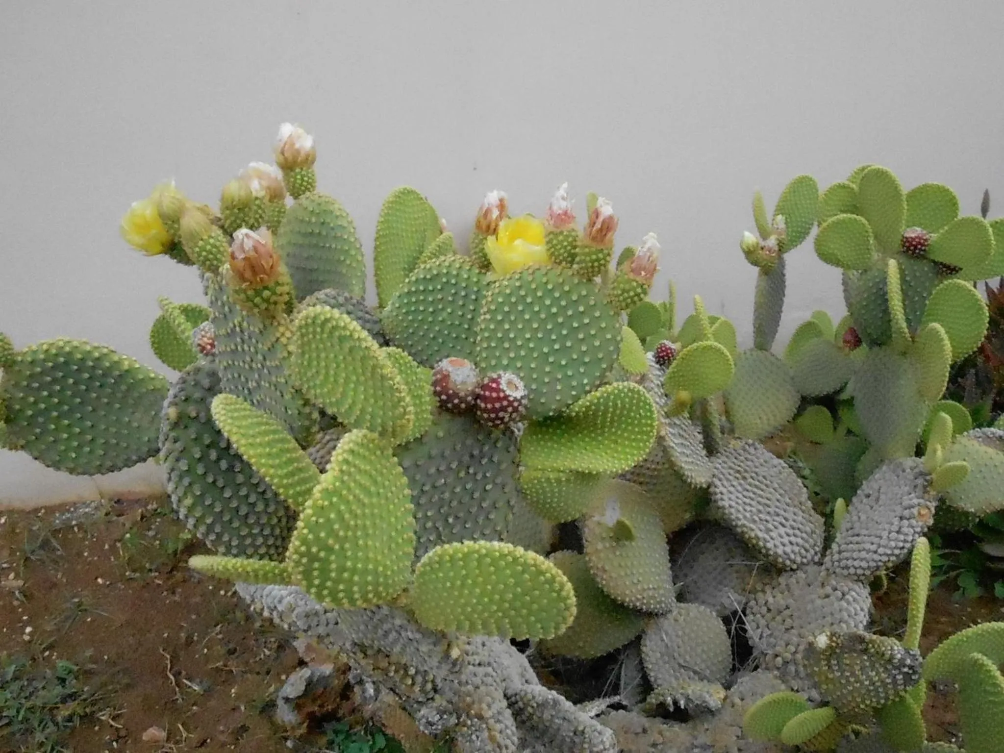 Garden in Nanakis Beach Apartments