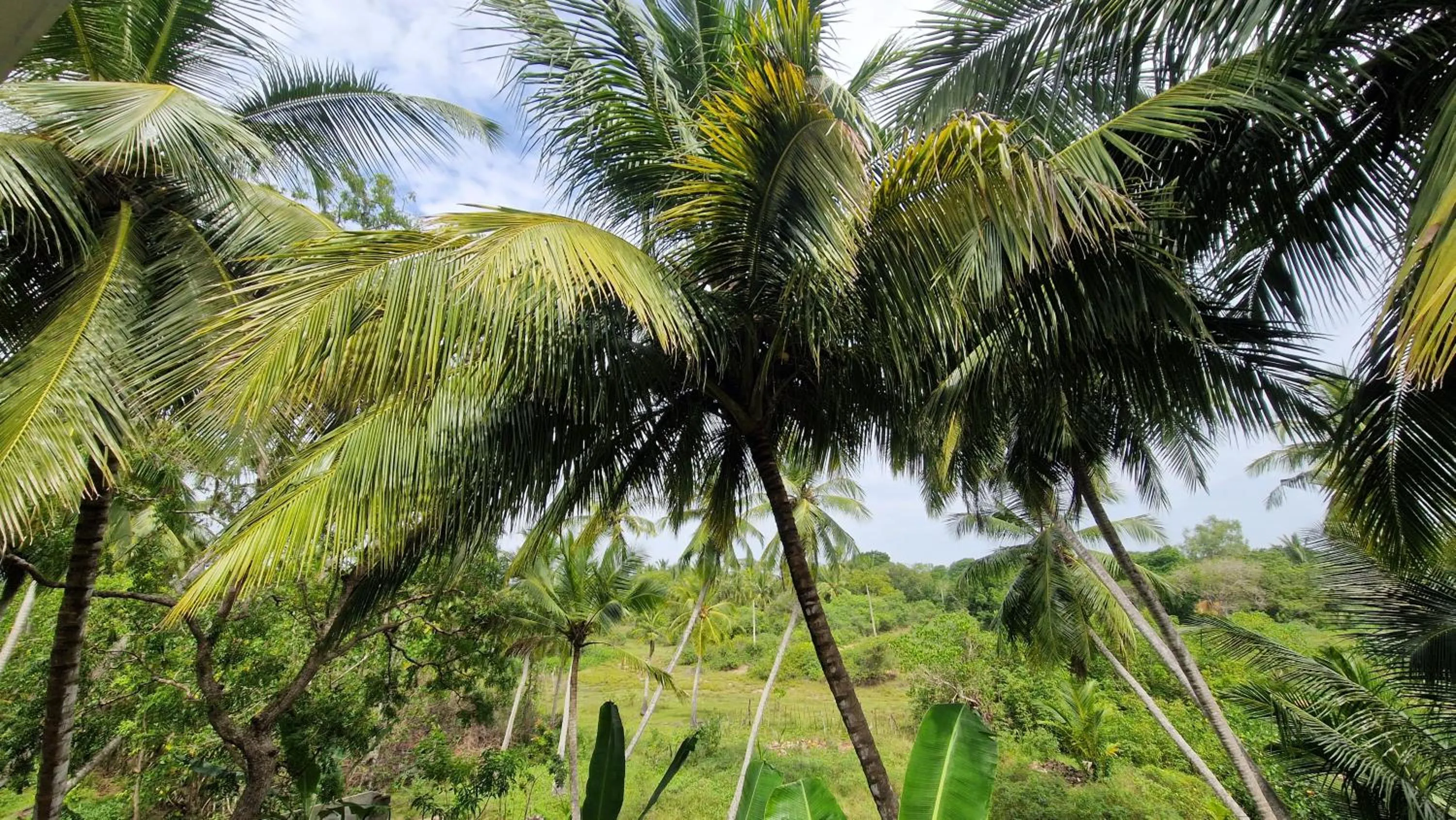 View (from property/room) in Mothership