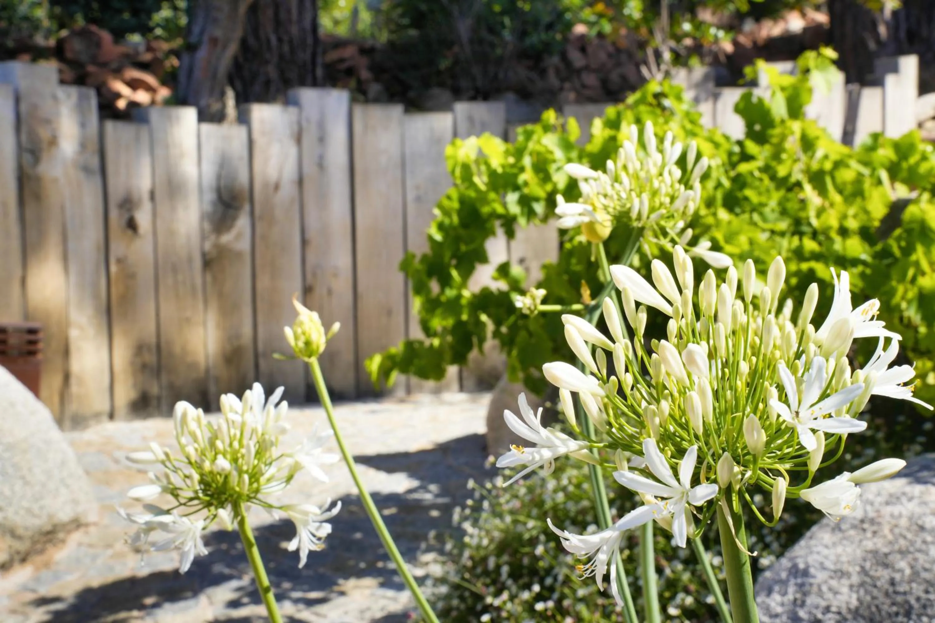 Garden in Les Regalia Hôtel & Spa