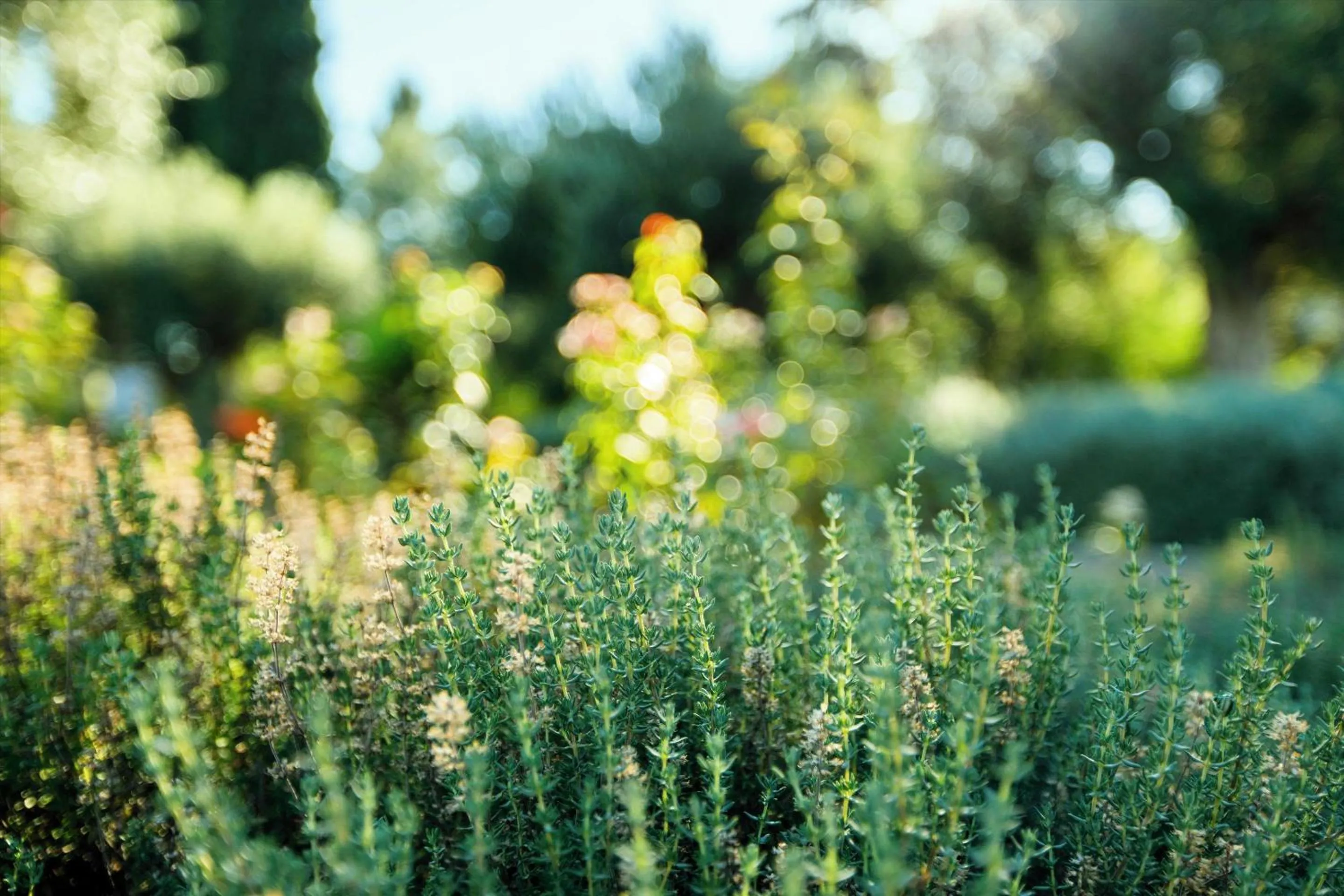 Photo of the whole room in Ikos Dassia