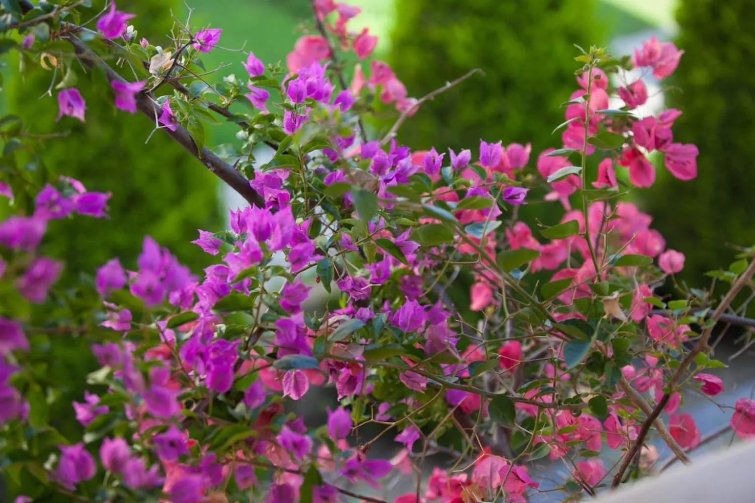 SUN RESIDENCE Exclusive Seaside Suites