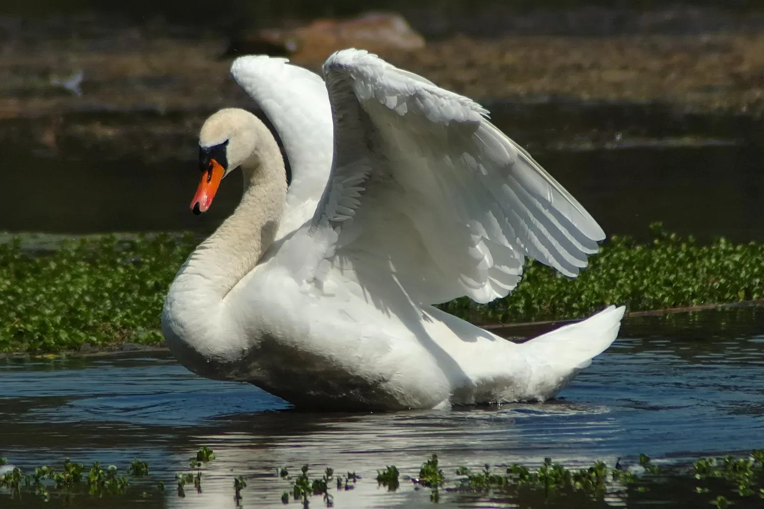Natural landscape in Maximilian Appartements