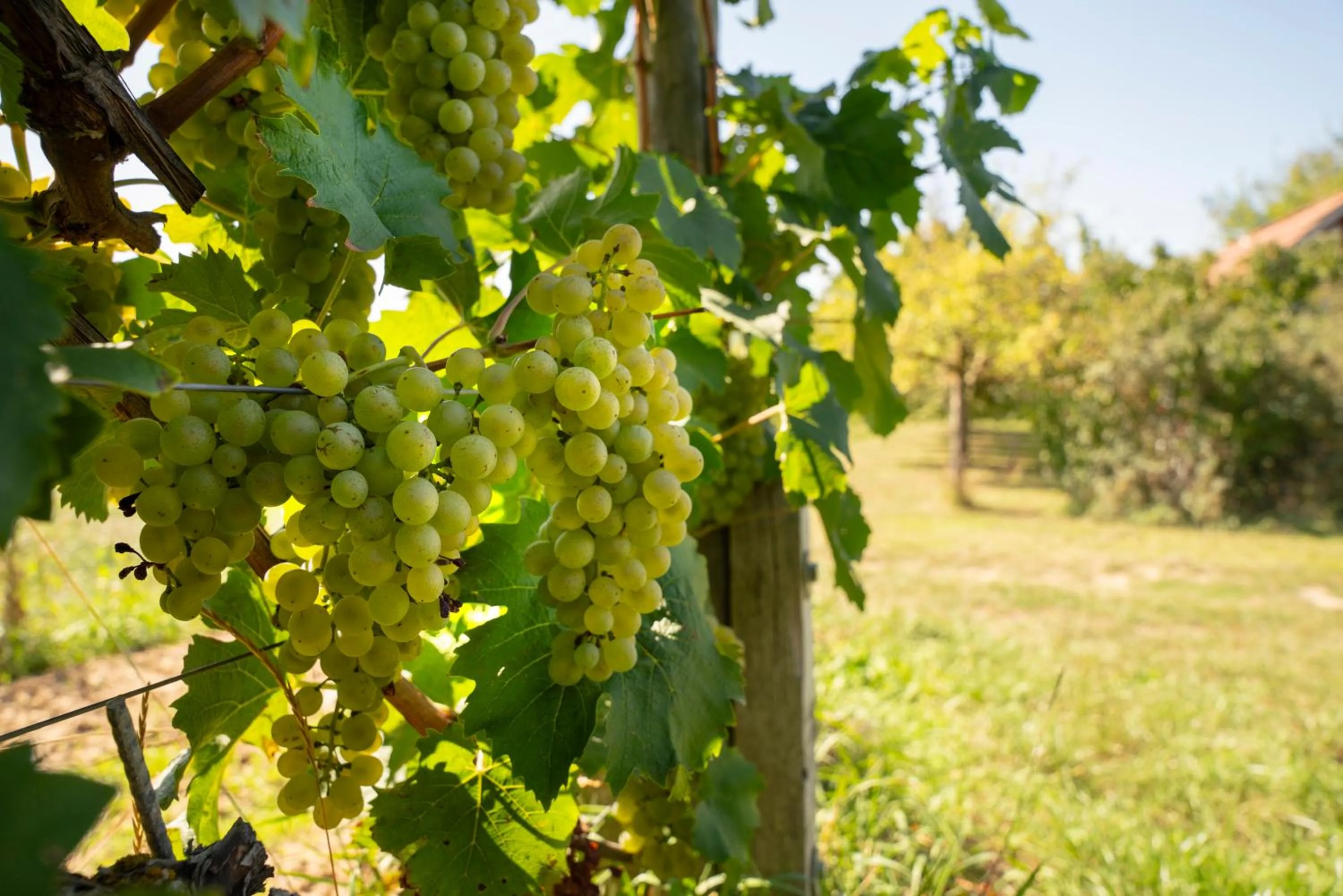 Spring in Mainfranken Motel - Anreise rund um die Uhr - Neueröffnung 2023