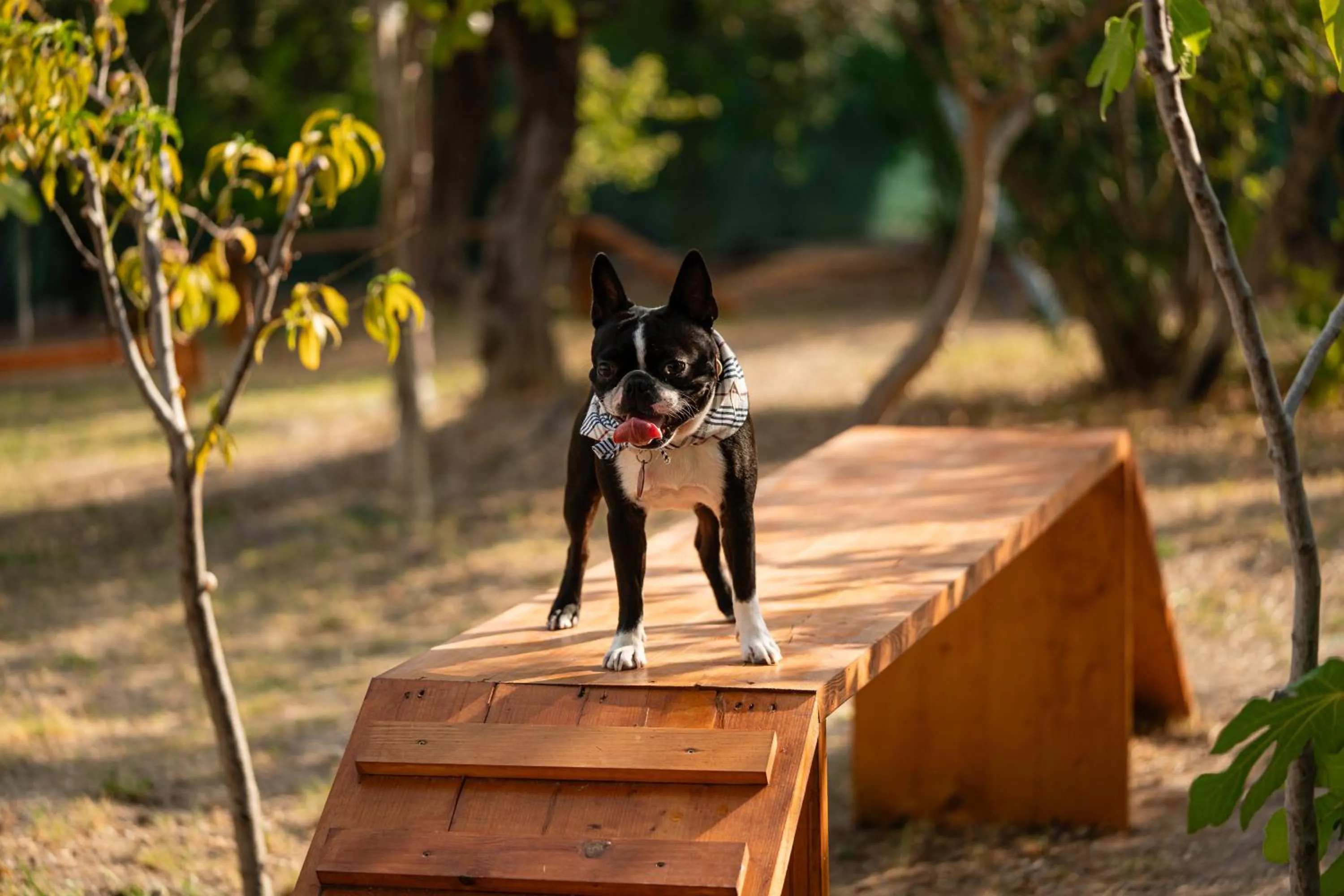 Pets in Acrotel Athena Pallas & Residence