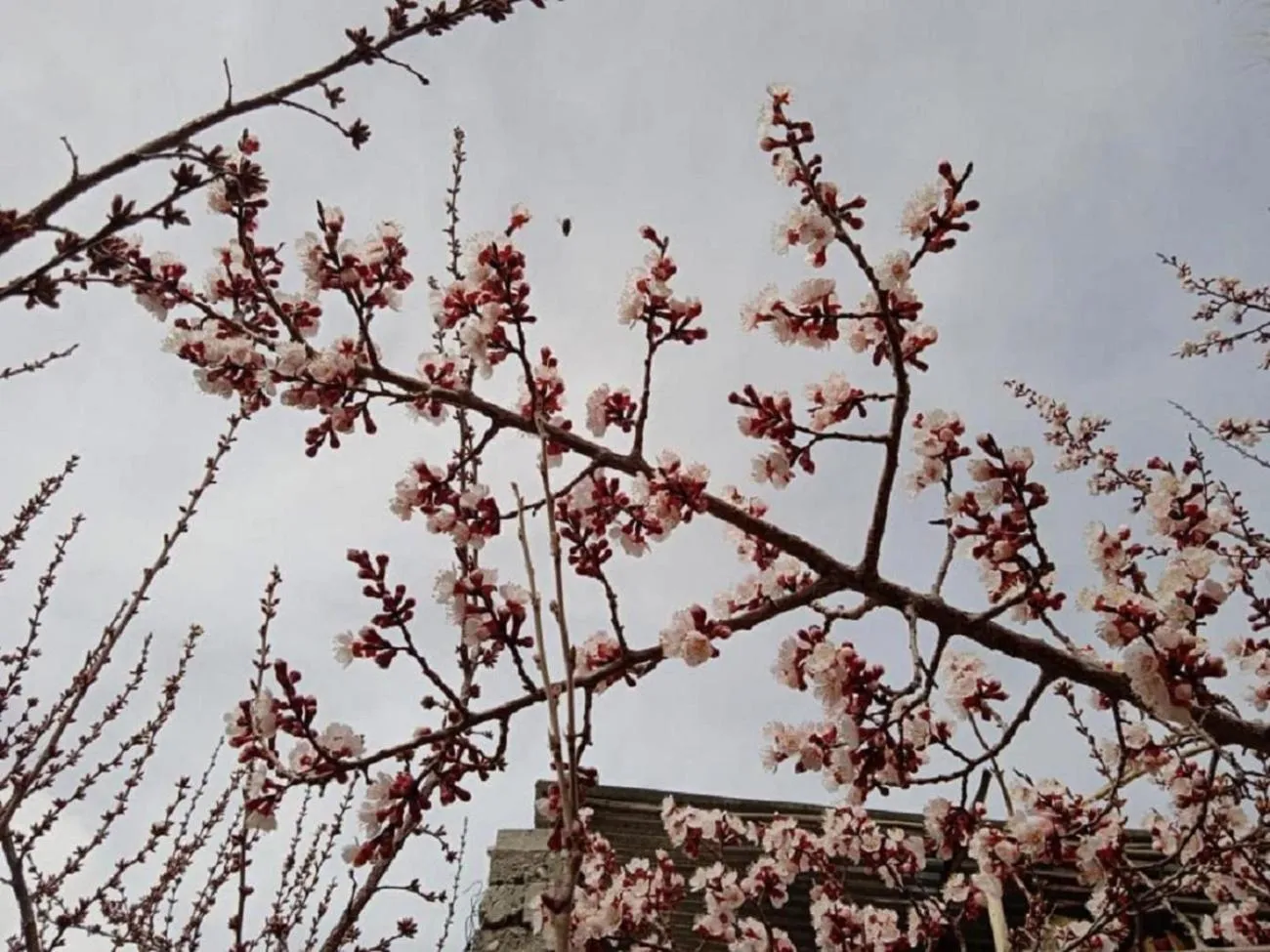 Spring in Hotel The Stone Palace-Turtuk