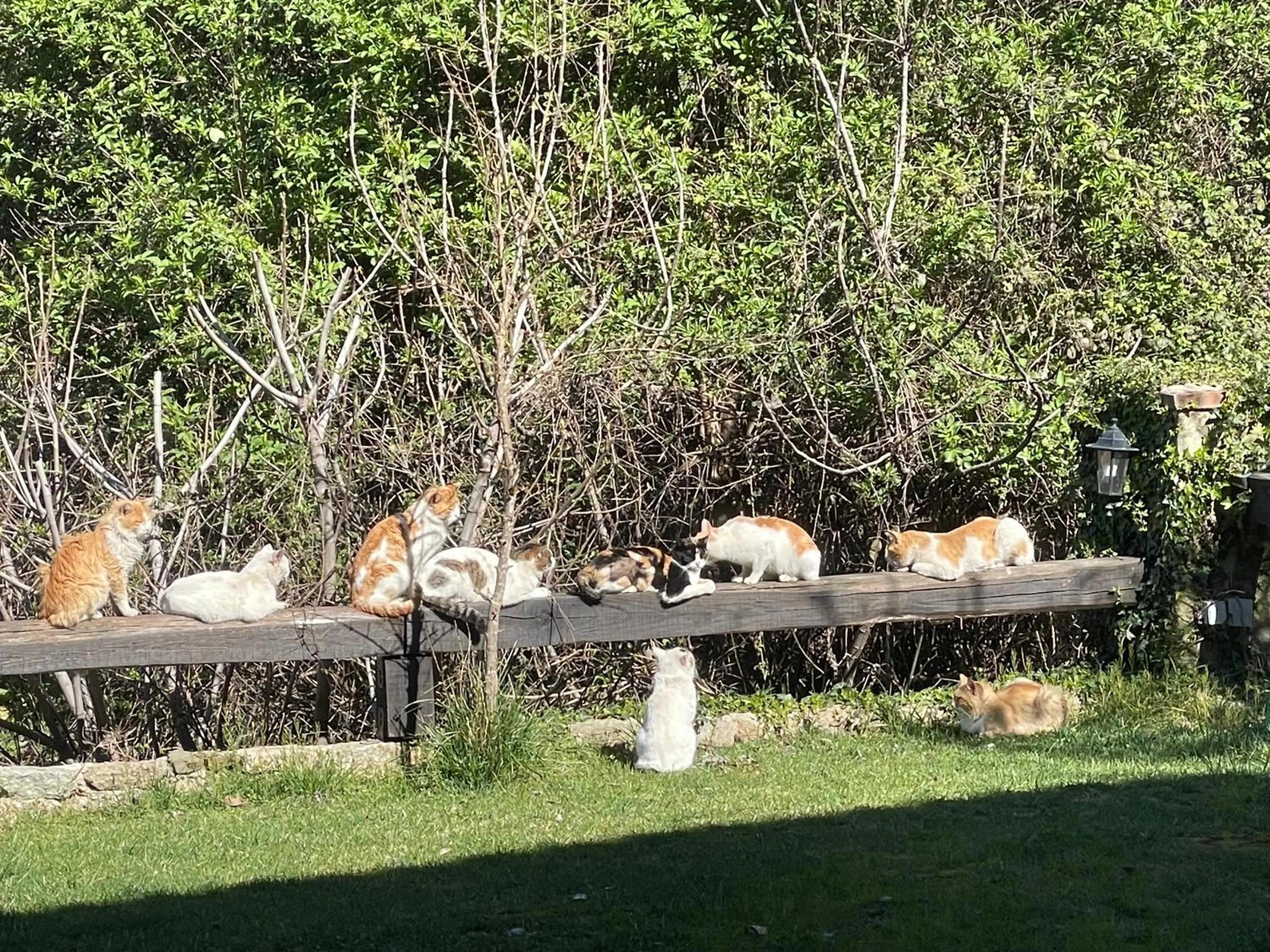 Pets in Archontiko Mesohori Meteora