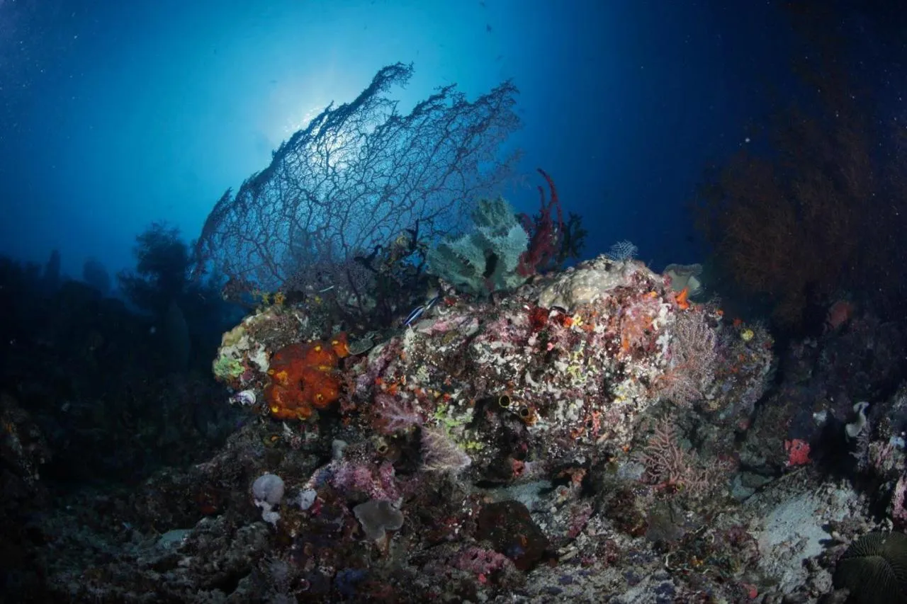 Diving in Coriana Dive Resort