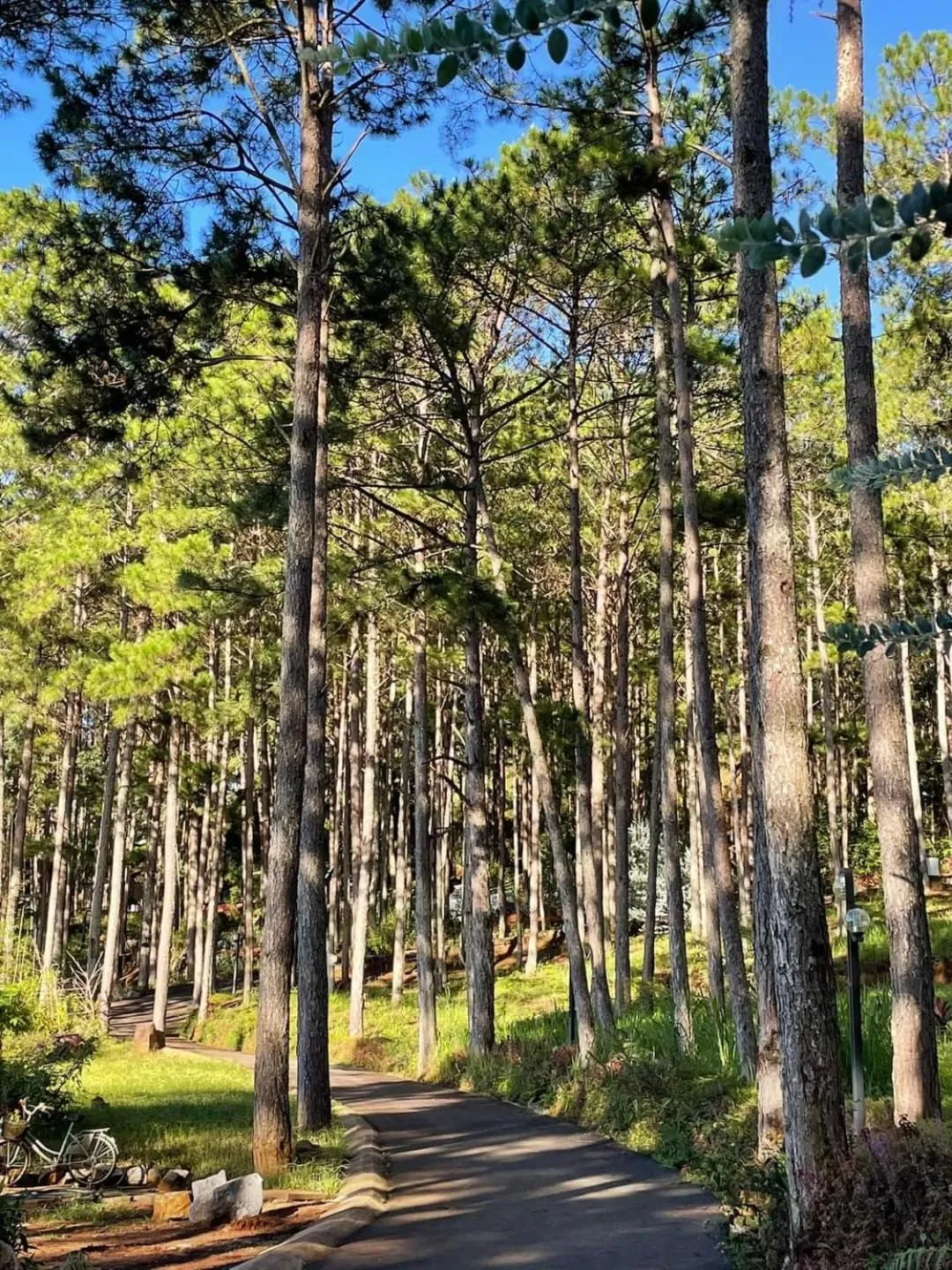 Natural landscape in Omirita Resort Dalat
