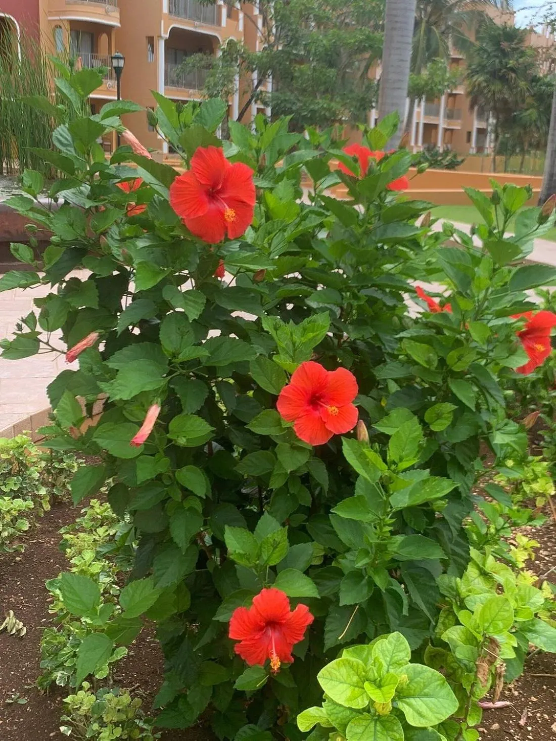 The Royal Haciendas Resort & Spa