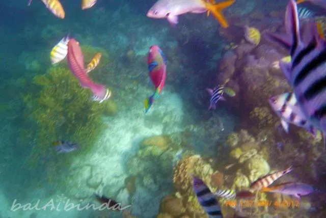 Snorkeling in Balaibinda Lodge