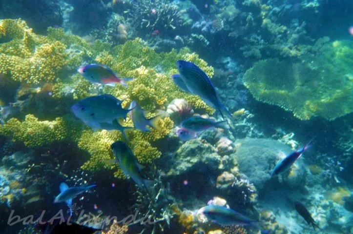 Snorkeling in Balaibinda Lodge