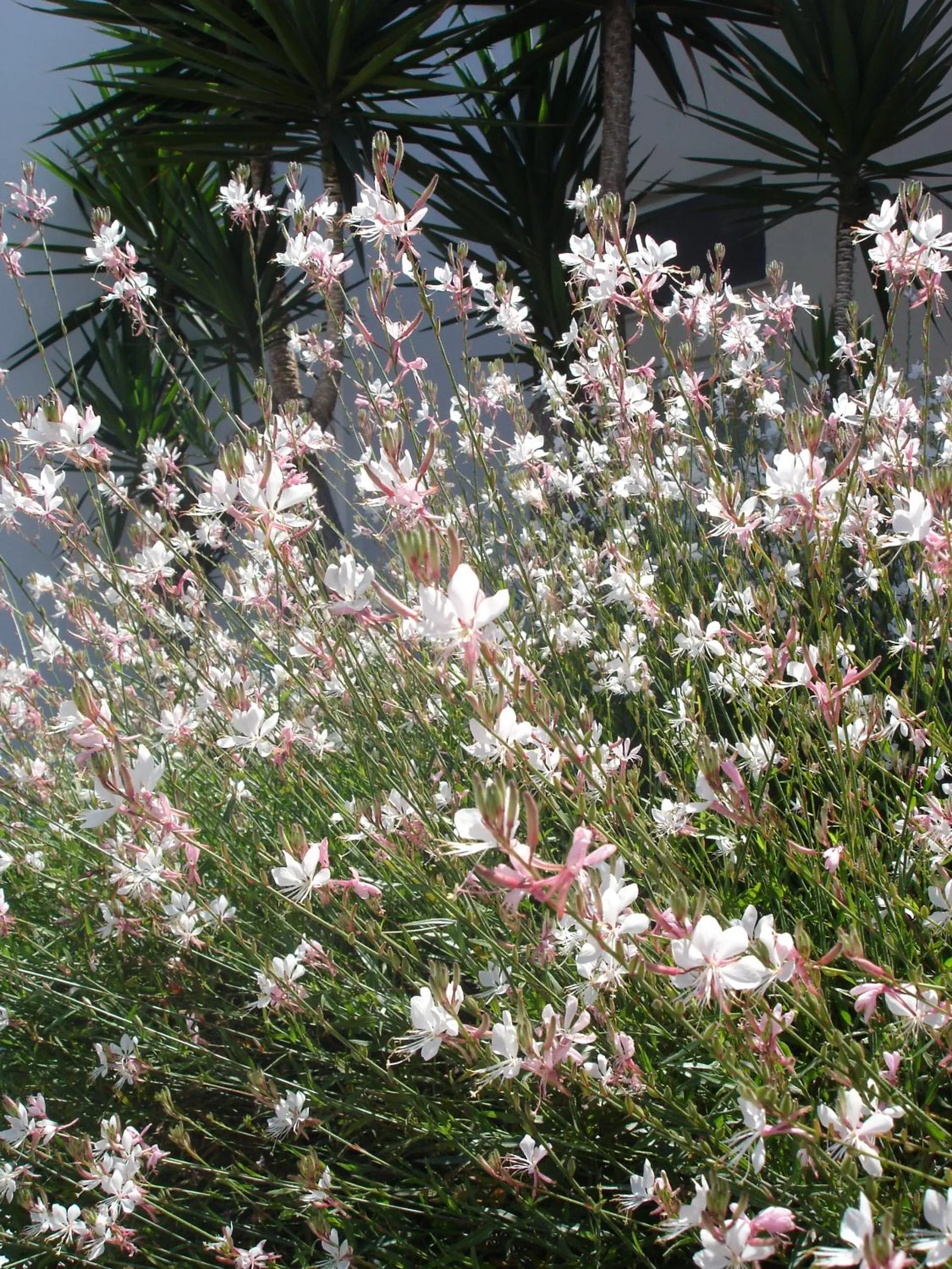 Garden view in Andromeda Hotel Apartments