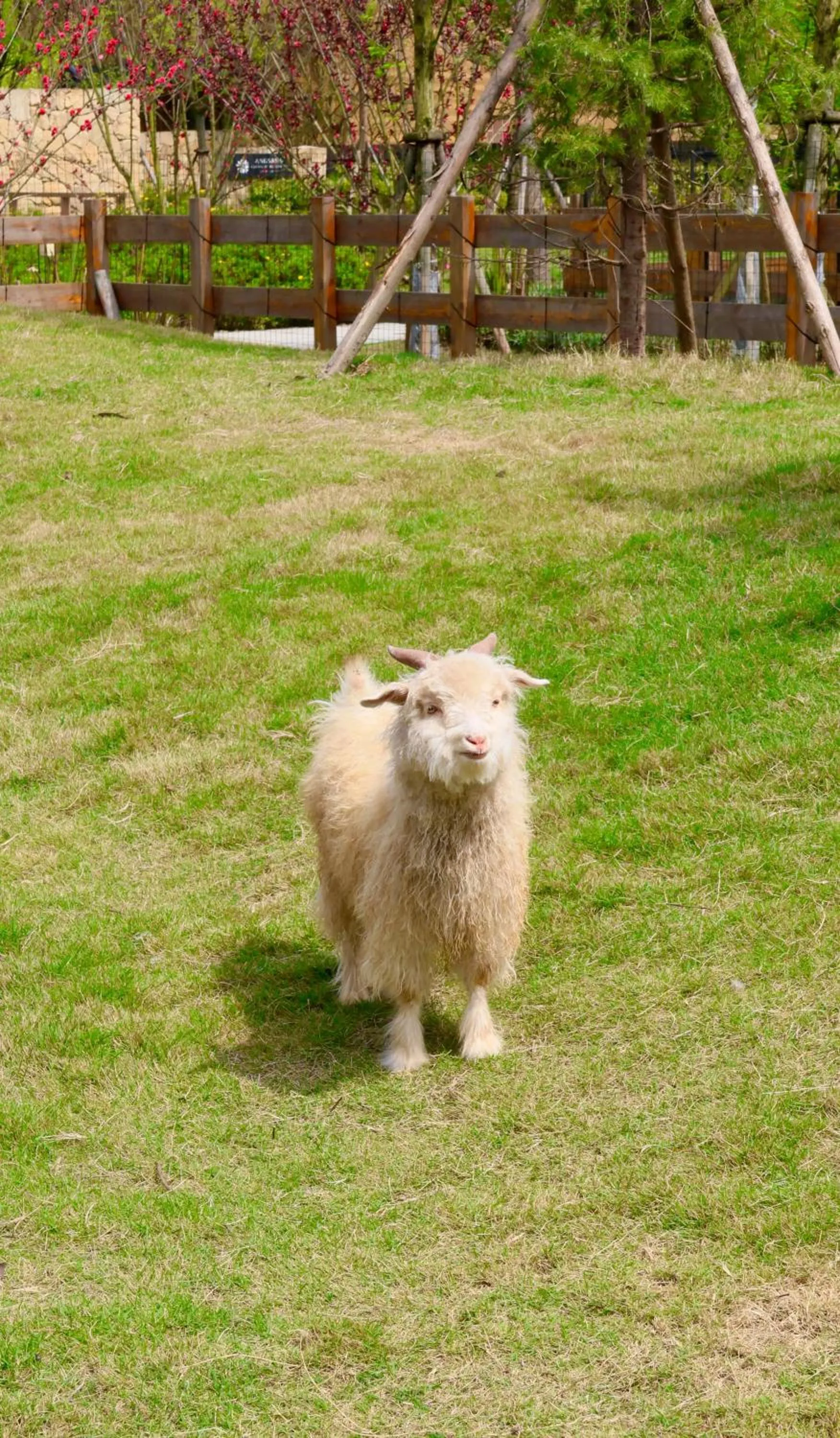Animals in Angsana Chengdu Wenjiang