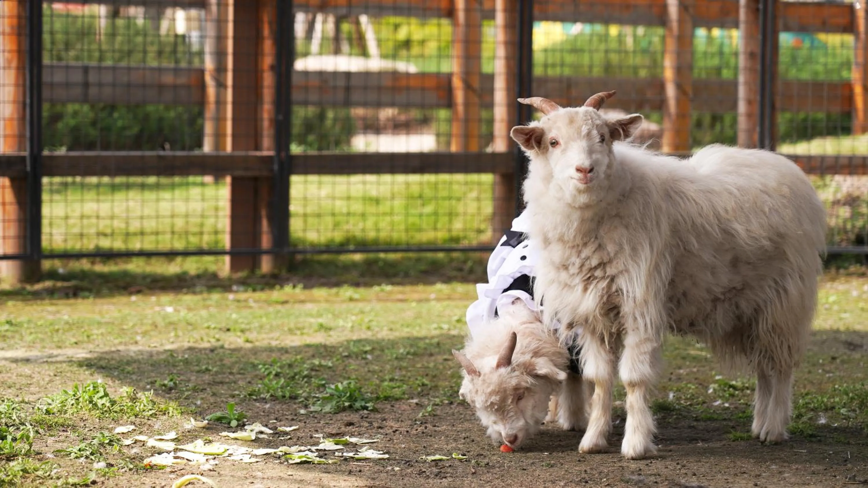 Animals in Angsana Chengdu Wenjiang