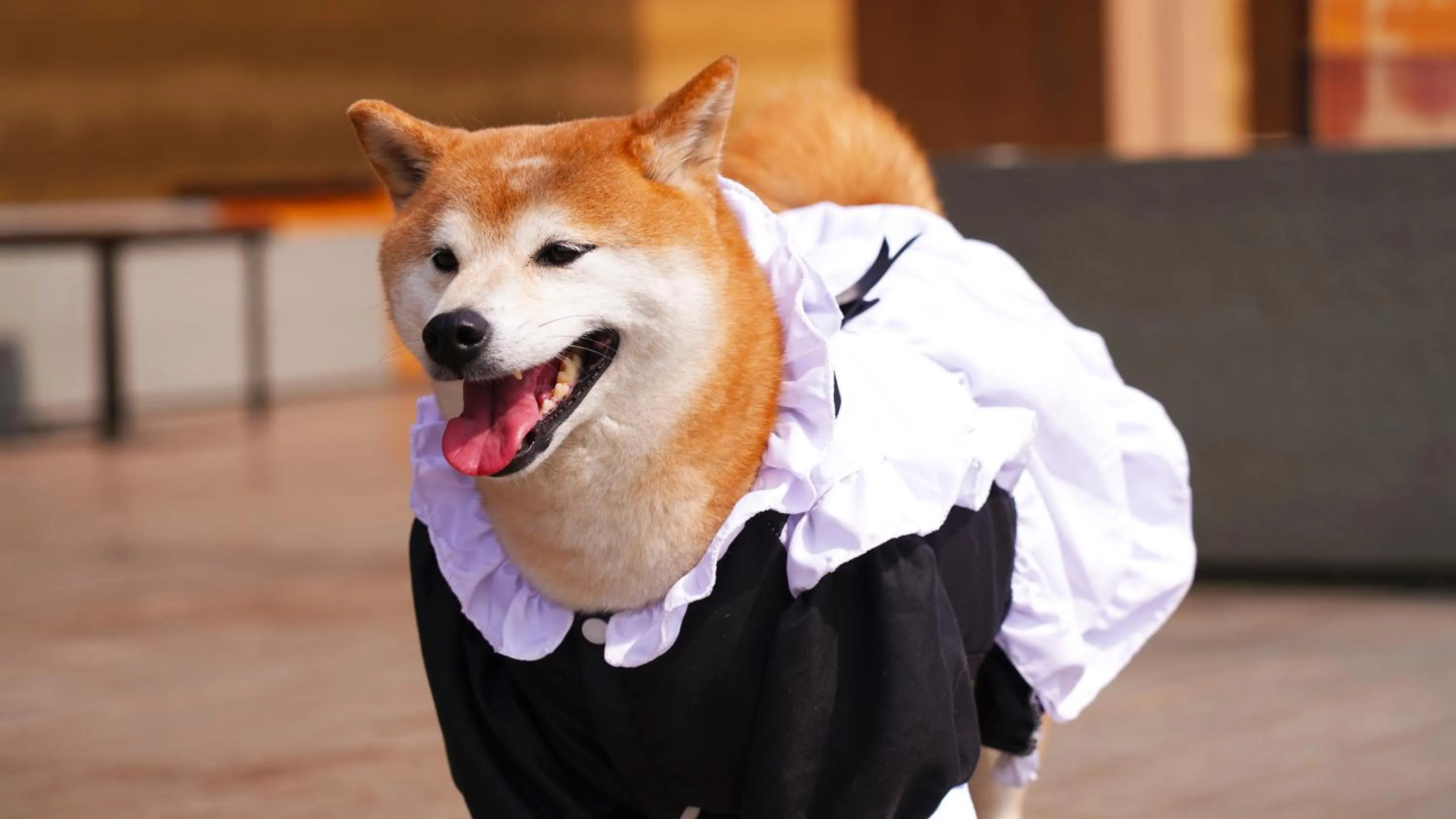 Pets in Angsana Chengdu Wenjiang