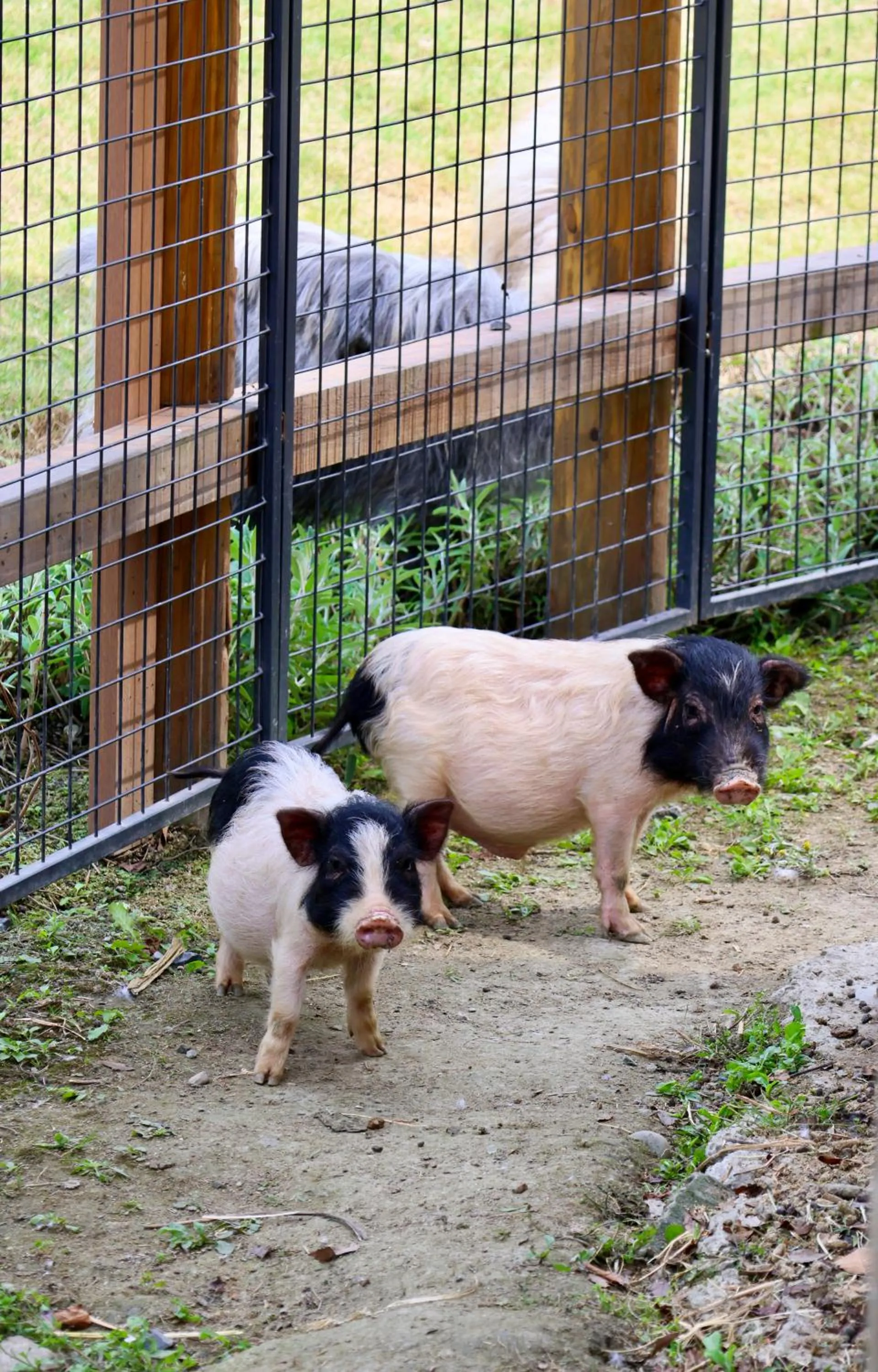 Animals in Angsana Chengdu Wenjiang