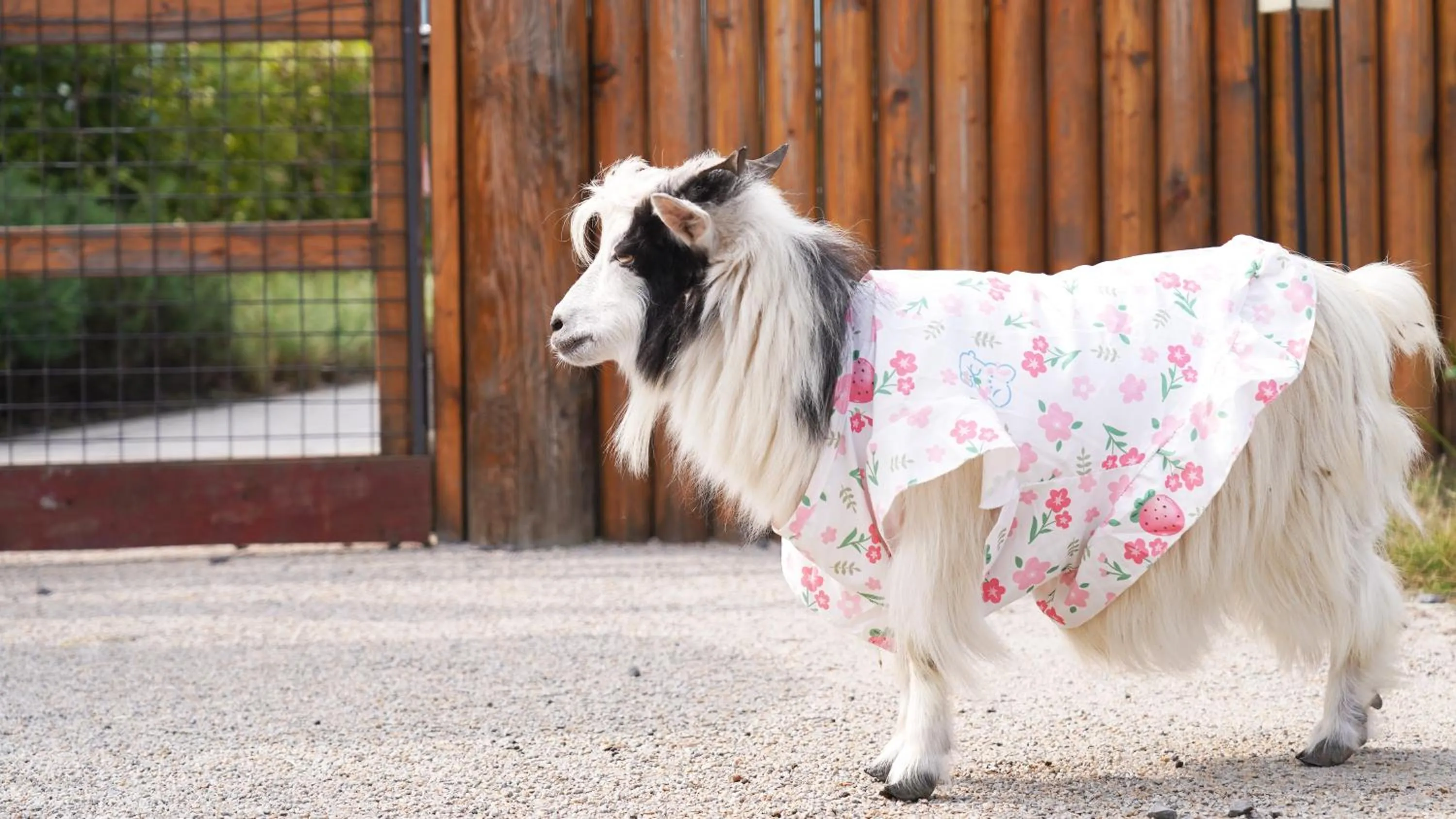 Pets in Angsana Chengdu Wenjiang