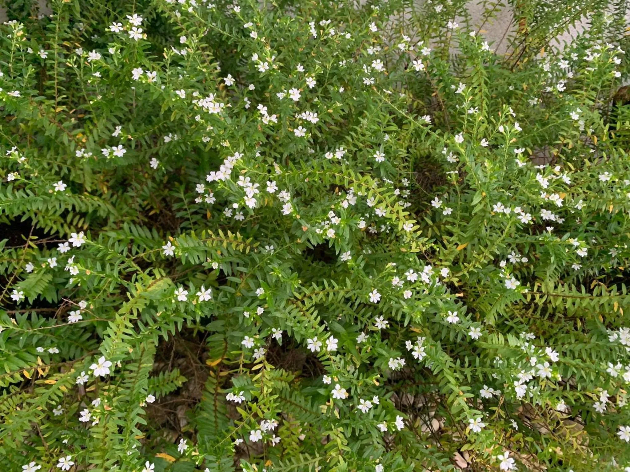 Garden in Sunshine Stay Panglao
