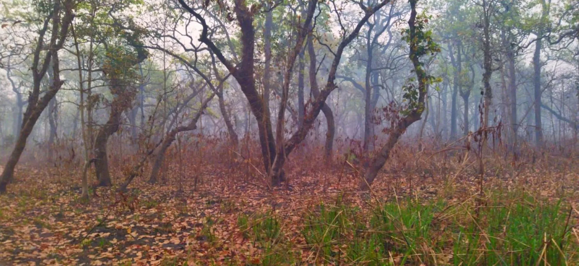Natural landscape in Sauraha Holiday Home Riverside by managed Hotel Surya Adventure